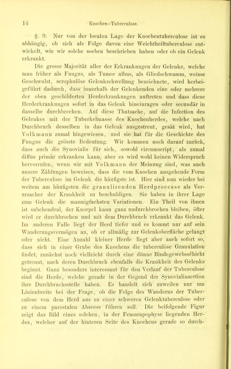 §. 9. Nur von der localen Lage der Knocbentuberculose ist es abhängig, ob sich als Folge davon eine Weichtbeiltuberculose ent- wickelt, wie wir solche soeben beschrieben haben oder ob ein Gelenk erkrankt. Die grosse Majorität aller der Erkrankungen der Gelenke, welche man trüber als Fungus, als Tumor albus, als Gliedscbwamm, weisse Geschwulst, scropliulöse Gclcnkscbwellung bezeiclinctc, wird berbei- gefülirt dadurch, dass innerbalb der Gelenkenden eine oder mehrere der oben geschilderten llerderkrankungcn auftreten und dass diese 1 Icrderkrankungcn sofort in das Gelenk liineinragen oder secundär in dasselbe durcbbrcchen. Auf diese Tliatsache, auf die Infection des Gelenkes mit der Tuberkelmasse des Knochenherdes, welche nach Durchbruch desselben in das Gelenk ausgestreut, gesät wird, hat Volkmann zumal hingewiesen, und sie hat für die Geschichte des Fungus die grösste Bedeutung. Wir kommen noch darauf zurück, dass auch die Synovialis für sich, sowohl circumscript, als zumal ditl'us primär erkranken kann, aber cs wird wohl keinen Widerspruch hervorrufen, wenn wir mit Volkmann der Meinung sind, was auch unsere Zählungen beweisen, dass die vom Knochen ausgehende Form der Tuberculose im Gelenk die häutigste ist. Hier sind nun wieder bei weitem am häutigsten die granulirenden llerd])rocessc als Ver- ursacher der Krankheit zu beschuldigen. Sie haben in ibrer Lage zum Gelenk die mannigfachsten Variationen. Ein Theil von ihnen ist subchondral, der Knorpel kann ganz undurchbrochen bleiben, öfter wird er durchbrochen und mit dem Durchbruch erkrankt das Gelenk, lin anderen Falle liegt der Herd tiefer und cs kommt nur auf sein 'Wauderungsvermögen an, ob er allmälig zur Gelenkobertläche gelangt oder nicht. Phnc Anzahl kleiner Herde liegt aber auch sofort so, dass sich in einer Grube des Knochens die tuberculöse Granulation lindet, zunächst noch vielleicht durch eine dünne BindegewebssMiicht getrennt, nach deren Durchbruch ebenfalls die Krankbeit des Gelenks beginnt. Ganz besonders intere.ssant für den Verlauf der Tuberculose sind die Herde, welche gerade in der Gegend der Synovialinsertion ihre Durchbruchsstelle haben. Es handelt sich zuweilen nur um Linienbreite bei der Frage, ob die Folge des Wanderns der Tuber- culose von dem Herd aus zu einer schweren Gelenktuberculose oder zu einem parostalen Abscess führen soll. Die beifolgende Figur zeigt das Bild eines solchen, in der Femurapophyse liegenden Her- des, welcher auf der hinteren Seite des Knochens gerade so durch-