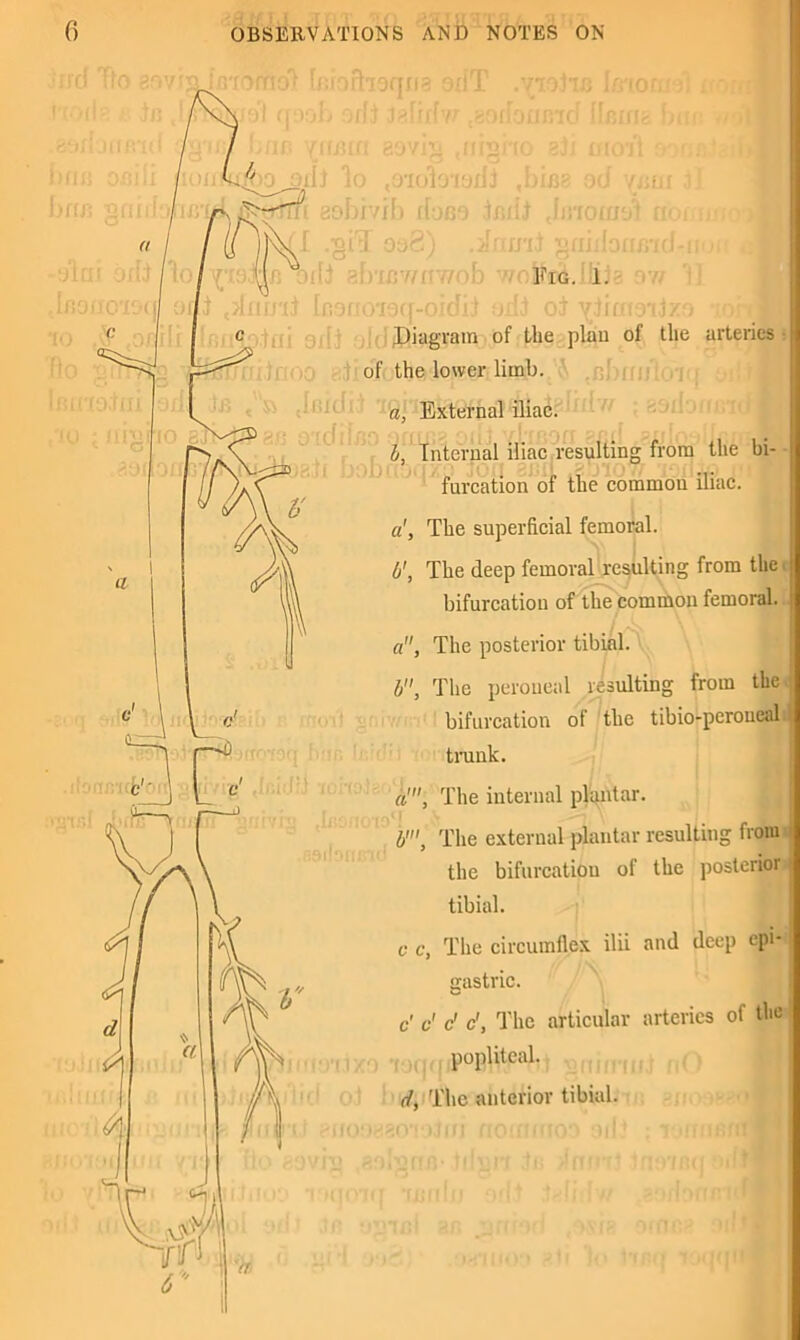 3^ IfBIfl 39VI)i msnO 2JI 010 %jrI) lo ,0'ioio'iyili ,bi/$8 0(i 1 I ^rirfi aobivib ffoBo jiidi Jirromt f .'gtd 9o?-, iqna 90 1 rim Fig. 1. Ic8fioi9(f-oidij 9dj oJ yiifnoijzo ;onl Diagram of the plan of the arteries • of the lower limb. a, External iliac. Internal iliac resulting from the bi- ... furcation of the common iliac. a', The superficial femoral. b', The deep femoral resulting from the bifurcation of the common femoral. a, The posterior tibial. b, The peroneal resulting from the bifurcation of the tibio-peroneal trunk. a”, The internal plantar. b'. The external plantar resulting from the bifurcation of the posterior tibial. ? c, The circumflex ilii and deep epi- gastric. c' c' c' c', The articular arteries of the popliteal. d, The anterior tibial. | p* C—) j\ ■: