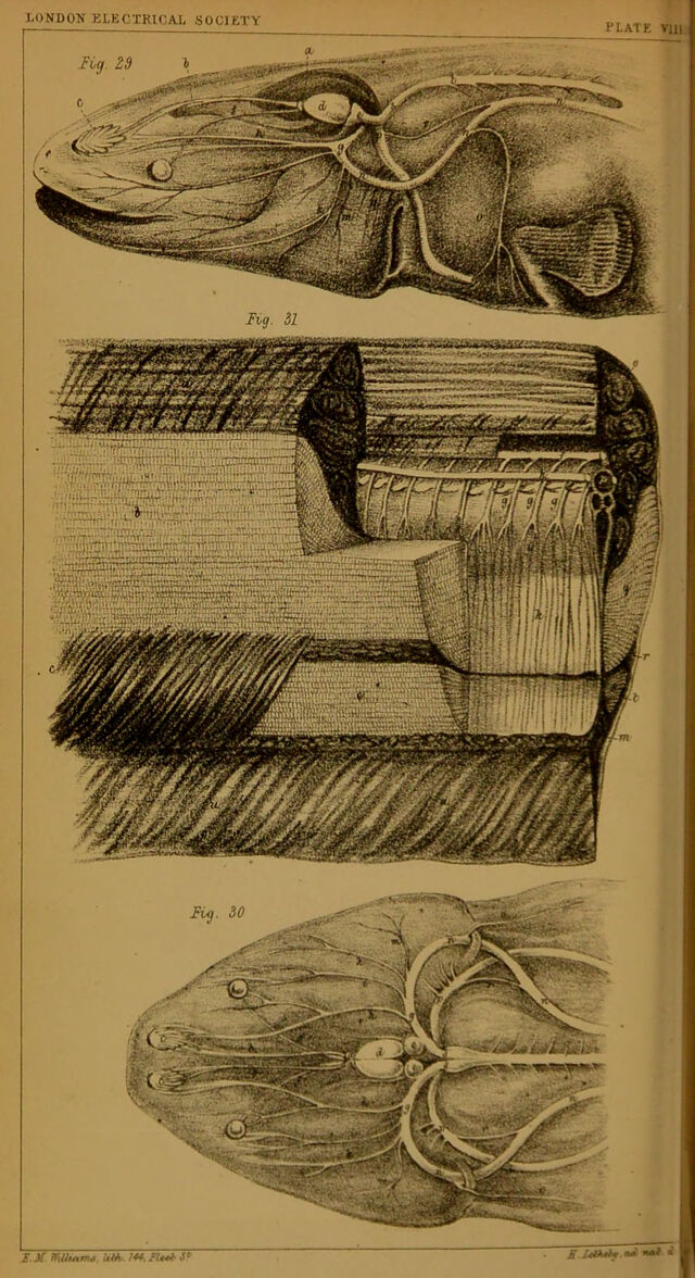 digitised image 2
