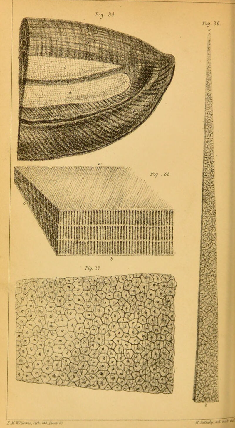 Fig. 36 (C M WUiuitnt, lith 144, Fltei SI Fig- 37 H itlt.dy an ant a*