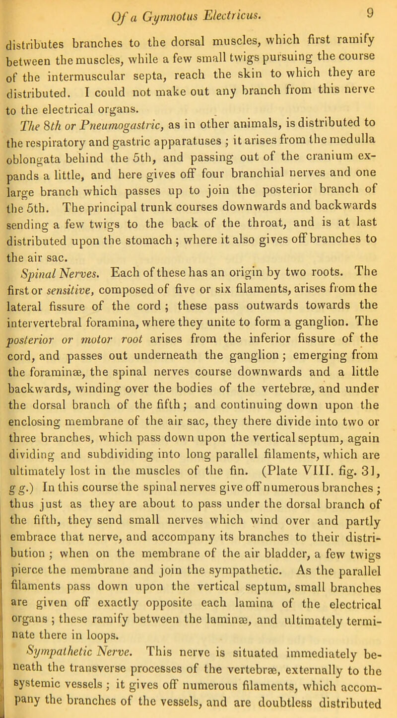 distributes branches to the dorsal muscles, which first ramify between the muscles, while a few small twigs pursuing the course of the intermuscular septa, reach the skin to which they are distributed. I could not make out any branch from this nerve to the electrical organs. The 8th or Pneumogastric, as in other animals, is distributed to the respiratory and gastric apparatuses ; it arises from the medulla oblongata behind the 5th, and passing out of the cranium ex- pands a little, and here gives off four branchial nerves and one large branch which passes up to join the posterior branch of the 5th. The principal trunk courses downwards and backwards sending a few twigs to the back of the throat, and is at last distributed upon the stomach ; where it also gives off branches to the air sac. Spinal Nerves. Each of these has an origin by two roots. The first or sensitive, composed of five or six filaments, arises from the lateral fissure of the cord ; these pass outwards towards the intervertebral foramina, where they unite to form a ganglion. The posterior or motor root arises from the inferior fissure of the cord, and passes out underneath the ganglion; emerging from the foraminse, the spinal nerves course downwards and a little backwards, winding over the bodies of the vertebrae, and under the dorsal branch of the fifth; and continuing down upon the enclosing membrane of the air sac, they there divide into two or three branches, which pass down upon the vertical septum, again dividing and subdividing into long parallel filaments, which are ultimately lost in the muscles of the fin. (Plate VIII. fig. 31, g g.) In this course the spinal nerves give off numerous branches ; thus just as they are about to pass under the dorsal branch of the fifth, they send small nerves which wind over and partly i embrace that nerve, and accompany its branches to their distri- | bution ; when on the membrane of the air bladder, a few twigs ! pierce the membrane and join the sympathetic. As the parallel I filaments pass down upon the vertical septum, small branches are given off exactly opposite each lamina of the electrical organs ; these ramify between the laminae, and ultimately termi- nate there in loops. Sympathetic Nerve. This nerve is situated immediately be- neath the transverse processes of the vertebrae, externally to the systemic vessels ; it gives off numerous filaments, which accom- pany the branches of the vessels, and are doubtless distributed