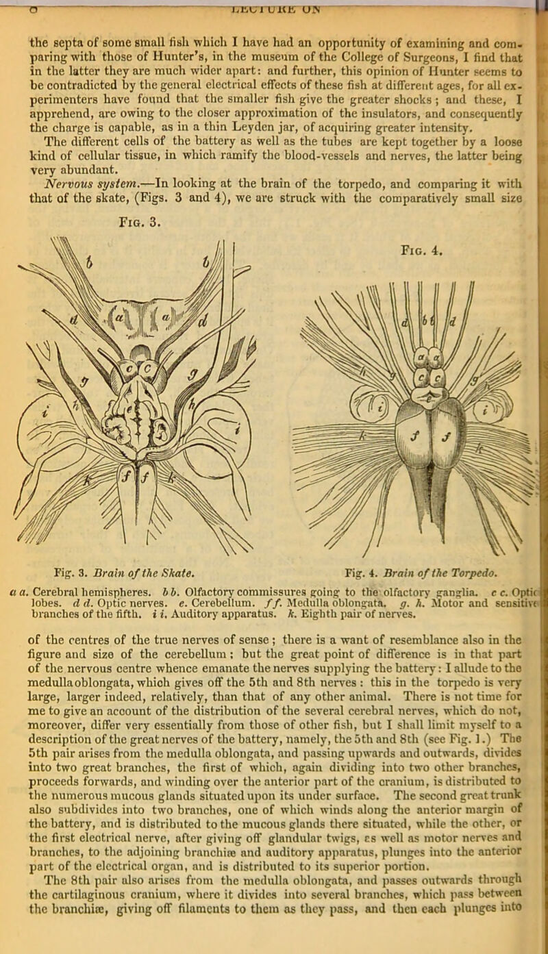 tr TTBCrrOltlS' CTN the septa of some small fish which I have had an opportunity of examining and com- paring with those of Hunter’s, in the museum of the College of Surgeons, I find that in the latter they are much wider apart: and further, this opinion of Hunter seems to be contradicted by the general electrical effects of these fish at different ages, for all ex- perimenters have found that the smaller fish give the greater shocks ; and these, I apprehend, are owing to the closer approximation of the insulators, and consequently the charge is capable, as in a thin Leyden jar, of acquiring greater intensity. The different cells of the battery as well as the tubes are kept together by a loose kind of cellular tissue, in which ramify the blood-vessels and nerves, the latter being very abundant. Nervous system.—In looking at the brain of the torpedo, and comparing it with that of the skate, (Figs. 3 and 4), we are struck with the comparatively small size a a. Cerebral hemispheres, bb. Olfactory commissures going to the olfactory ganglia. c c. Optic lobes, d d. Optic nerves, e. Cerebellum. //. Medulla oblongata, g. h. Motor and sensitivt branches of the fifth, i i. Auditory apparatus, k. Eighth pair of nerves. of the centres of the true nerves of sense; there is a want of resemblance also in the figure and size of the cerebellum; but the great point of difference is in that part of the nervous centre whence emanate the nerves supplying the battery: I allude to the medulla oblongata, which gives off the 5th and 8th nerves : this in the torpedo is very large, larger indeed, relatively, than that of any other animal. There is not time for me to give an account of the distribution of the several cerebral nerves, which do not, moreover, differ very essentially from those of other fish, but I shall limit myself to a description of the great nerves of the battery, namely, the 5th and 8th (see Fig. 1.) The 5th pair arises from the medulla oblongata, and passing upwards and outwards, divides into two great branches, the first of which, again dividing into two other branches, proceeds forwards, and winding over the anterior part of the cranium, is distributed to the numerous mucous glands situated upon its under surface. The second great trunk also subdivides into two branches, one of which winds along the anterior margin of the battery, and is distributed to the mucous glands there situated, while the other, or the first electrical nerve, after giving off glandular twigs, cs well as motor nerves and branches, to the adjoining branchiae and auditory apparatus, plunges into the anterior part of the electrical organ, and is distributed to its superior portion. The 8th pair also arises from the medulla oblongata, and passes outwards through the cartilaginous cranium, where it divides into several branches, which pass between the branchia:, giving off filaments to them as they pass, and then each plunges into Fig. 3.