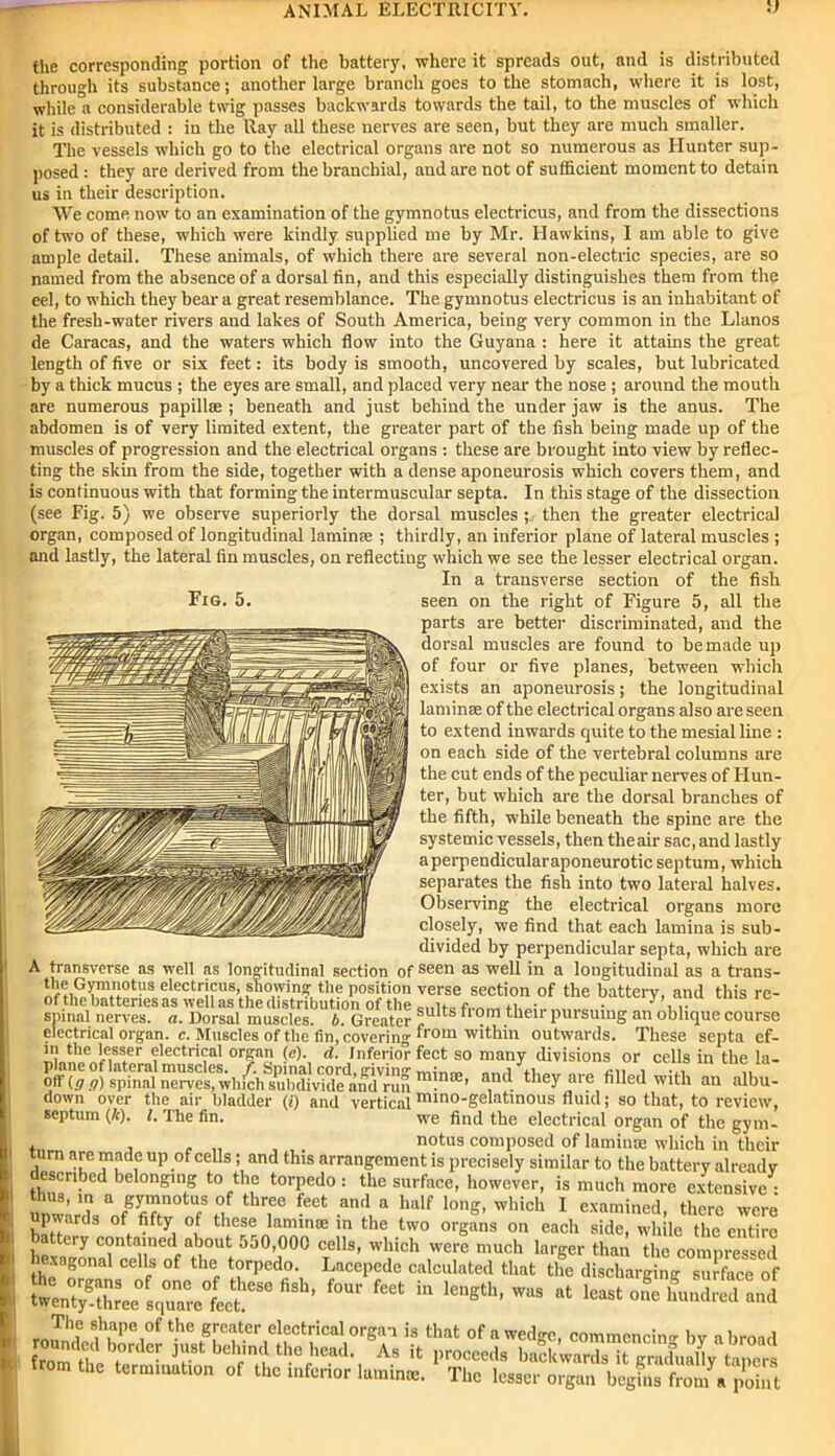 Fig. 5. the corresponding portion of the battery, where it spreads out, and is distributed through its substance; another large branch goes to the stomach, where it is lost, while a considerable twig passes backwards towards the tail, to the muscles of which it is distributed : in the Ray all these nerves are seen, but they are much smaller. The vessels which go to the electrical organs are not so numerous as Hunter sup- posed : they are derived from the branchial, and are not of sufficient moment to detain us in their description. We come now to an examination of the gymnotus electricus, and from the dissections of two of these, which were kindly supplied me by Mr. Hawkins, I am able to give ample detail. These animals, of which there are several non-electric species, are so named from the absence of a dorsal fin, and this especially distinguishes them from the eel, to which they bear a great resemblance. The gymnotus electricus is an inhabitant of the fresb-water rivers and lakes of South America, being very common in the Llanos de Caracas, and the waters which flow into the Guyana : here it attains the great length of five or six feet: its body is smooth, uncovered by scales, but lubricated by a thick mucus ; the eyes are small, and placed very near the nose ; around the mouth are numerous papilla;; beneath and just behind the under jaw is the anus. The abdomen is of very limited extent, the greater part of the fish being made up of the muscles of progression and the electrical organs : these are brought into view by reflec- ting the skin from the side, together with a dense aponeurosis which covers them, and is continuous with that forming the intermuscular septa. In this stage of the dissection (see Fig. 5) we observe superiorly the dorsal muscles then the greater electrical organ, composed of longitudinal laminae ; thirdly, an inferior plane of lateral muscles ; and lastly, the lateral fin muscles, on reflecting which we see the lesser electrical organ. In a transverse section of the fish seen on the right of Figure 5, all the parts are better discriminated, and the dorsal muscles are found to be made up of four or five planes, between which exists an aponeurosis; the longitudinal laminae of the electrical organs also are seen to extend inwards quite to the mesial line : on each side of the vertebral columns are the cut ends of the peculiar nerves of Hun- ter, but which are the dorsal branches of the fifth, while beneath the spine are the systemic vessels, then the air sac, and lastly aperpendicularaponeuroticseptum, which separates the fish into two lateral halves. Observing the electrical organs more closely, we find that each lamina is sub- divided by perpendicular septa, which are A transverse as well as longitudinal section of seen as well in a longitudinal as a trans- the Gymnon18 electricus, showing the position verse section of the battery, and this re- of the batteries as well as the distribution of the n, ■ • , spinal nerves, a. Dorsal muscles, b. Greater *ults ,m tllel1 l,ursulnS an oblique course electrical organ, c. Muscles of the fin, covering ‘r°m within outwards. These septa cf- in the lesser electrical organ (e). d. Inferior feet so many divisions or cells in the la- plane of lateral muscles. /. Spinal cord. aivin»- a n otf \g g) spinal nerves, which subdivide and run m!n£e’ a'u^ they are filled with an albu- down over the air bladder (/) and vertical mino-gelatinous fluid; so that, to review, septum (k). i. The fin. we find the electrical organ of the gym- notus composed of laminae which in their n are made up of cells; and this arrangement is precisely similar to the battery already described belonging to the torpedo : the surface, however, is much more extensive • thus, m a gymnotus of three feet and a half long, which I examined there were upwards of fifty of these laminae in the two organs on each side, while the entire ciy contained about 550,000 cells, which were much larger than the compressed hexagonal cells of the torpedo. Lacepcde calculated that the discharging surface of four feet ia ^ roun'ded^borderthat wedge, commencing by abroad from tb f d • b6lrd h° heaiK As 14 Proceeds backwards it gradually tapers om the termination of the inferior laminae. The lesser organ begins from a point