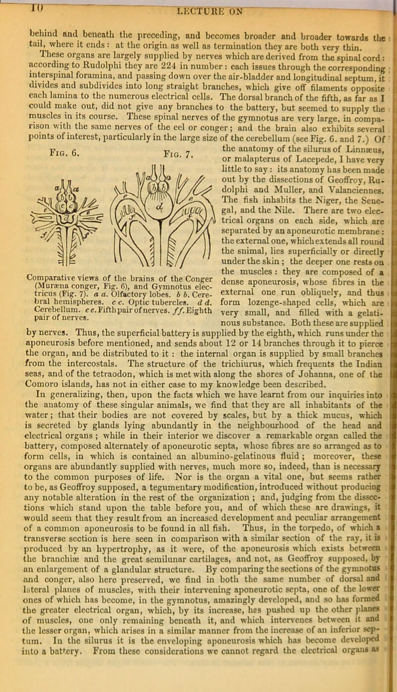 ~nr behind and beneath the preceding, and becomes broader and broader towards the tail, where it ends : at the origin as well as termination they are both very thin. These organs are largely supplied by nerves which are derived from the spinal cord: according to Rudolphi they are 224 in number : each issues through the corresponding interspinal foramina, and passing down over the air-bladder and longitudinal septum, it divides and subdivides into long straight branches, which give off filaments opposite each lamina to the numerous electrical cells. The dorsal branch of the fifth, as far as I could make out, did not give any branches to the battery, but seemed to supply the muscles in its course. These spinal nerves of the gymnotus are very large, in compa- rison with the same nerves of the eel or conger; and the brain also exhibits several points of iuterest, particularly in the large size of the cerebellum (see Fig. 6. and 7.) Of Fig. 6. Fig. 7. Comparative views of the brains of the Conger (Muraena conger. Fig. 6), and Gymnotus elec- tricus (Fig. 7). a a. Olfactory lobes, b b. Cere- bral hemispheres, c c. Optic tubercles, d d. Cerebellum, ee. Fifth pair of nerves. //.Eighth pair of nerves. the anatomy of the silurusof Linnaeus, or malapterus of Lacepede, I have very little to say: its anatomy has been made out by the dissections of Geoffroy, Ru- dolphi and Muller, and Valanciennes. The fish inhabits the Niger, the Sene- gal, and the Nile. There are two elec- trical organs on each side, which are separated by an aponeurotic membrane: the external one, which extends all round the snimal, lies superficially or directly under the skin ; the deeper one rests on the muscles : they are composed of a dense aponeurosis, whose fibres in the external one run obliquely, and thus form lozenge-shaped cells, which are very small, and filled with a gelati- nous substance. Both these are supplied by nerves. Thus, the superficial battery is supplied by the eighth, which runs under the aponeurosis before mentioned, and sends about 12 or 14 branches through it to pierce the organ, and be distributed to it : the internal organ is supplied by small branches from the intercostals. The structure of the trichiurus, which frequents the Indian seas, and of the tetraodon, which is met with along the shores of Johanna, one of the Comoro islands, has not in either case to my knowledge been described. In generalizing, then, upon the facts which we have learnt from our inquiries into the anatomy of these singular animals, we find that they are all inhabitants of the water; that their bodies are not covered by scales, but by a thick mucus, which is secreted by glands lying abundantly in the neighbourhood of the head and electrical organs ; while in their interior we discover a remarkable organ called the battery, composed alternately of aponeurotic septa, whose fibres are so arranged as to form cells, in which is contained an albumino-gelatinous fluid; moreover, these organs are abundantly supplied with nerves, much more so, indeed, than is necessary to the common purposes of life. Nor is the organ a vital one, but seems rather to be, as Geoffroy supposed, a tegumentary modification, introduced without producing any notable alteration in the rest of the organization ; and, judging from the dissec- tions which stand upon the table before you, and of which these are drawings, it would seem that they result from an increased development and peculiar arrangement of a common aponeurosis to be found in all fish. Thus, in the torpedo, of which a transverse section is here seen in comparison with a similar section of the ray, it is produced by an hypertrophy, as it were, of the aponeurosis which exists between the branchiae and the great semilunar cartilages, and not, as Geoffroy supposed, by an enlargement of a glandular structure. By comparing the sections of the gymnotus and conger, also here preserved, we find in both the same number of dorsal and lateral planes of muscles, with their intervening aponeurotic septa, one of the lower ones of which has become, in the gymnotus, amazingly developed, and so has formed the greater electrical organ, which, by its increase, has pushed up the other planes of muscles, one only remaining beneath it, and which intervenes between it and the lesser organ, which arises in a similar manner from the increase of an inferior sep- tum. In the silurus it is the enveloping aponeurosis which has become developed into a battery. From these considerations we cannot regard the electrical organs as