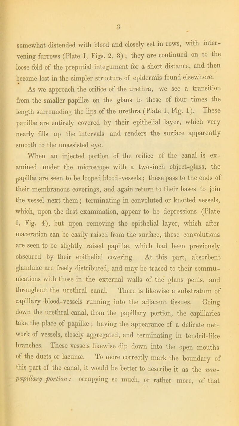 somewhat distended with blood and closely set in rows, with inter- vening furrows (Plate I, Figs. 2, 3) ; they are continued on to the loose fold of the preputial integument for a short distance, and then become lost in the simpler structure of epidermis found elsewhere. As we approach the orifice of the urethra, we see a transition from the smaller papillae on the glans to those of four times the length surrounding the lips of the urethra (Plate I, Fig. 1). These papillae are entirely covered by their epithelial layer, which very nearly fills up the intervals and renders the surface apparently smooth to the unassisted eye. When an injected portion of the orifice of the canal is ex- amined under the microscope with a two-inch object-glass, the papillae are seen to be looped blood-vessels ; these pass to the ends of their membranous coverings, and again return to their bases to join the vessel next them; terminating in convoluted or knotted vessels, which, upon the first examination, appear to be depressions (Plate I, Fig. 4), but upon removing the epithelial layer, which after maceration can be easily raised from the surface, these convolutions are seen to be slightly raised papillae, which had been previously obscured by their epithelial covering. At this part, absorbent glandulae are freely distributed, and may be traced to their commu- nications with those in the external walls of the glans penis, and throughout the urethral canal. There is likewise a substratum of capillary blood-vessels running into the adjacent tissues. Going down the urethral canal, from the papillary portion, the capillaries take the place of papillae ; having the appearance of a delicate net- work of vessels, closely aggregated, and terminating in tendril-like branches. These vessels likewise dip down into the open mouths of the ducts or lacunae. To more correctly mark the boundary of this part of the canal, it would be better to describe it as the non- papillary portion: occupying so much, or rather more, of that