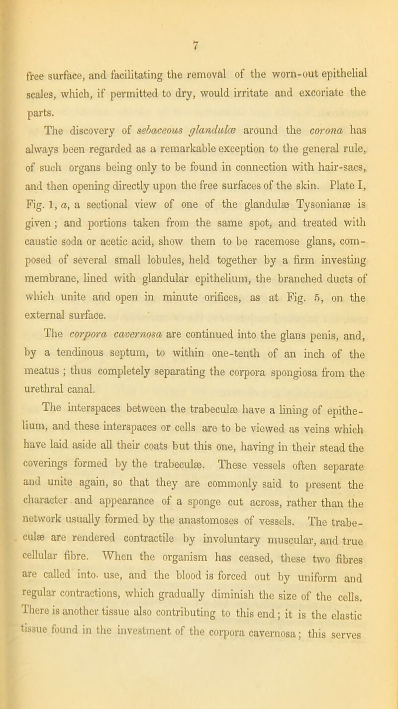 free surface, and facilitating the removal of the worn-out epithelial scales, which, if permitted to dry, would irritate and excoriate the parts. The discovery of sebaceous glandules around the corona has always been regarded as a remarkable exception to the general rule, of such organs being only to be found in connection with hair-sacs, and then opening directly upon the free surfaces of the skin. Plate I, Fig. 1, a, a sectional view of one of the glandule© Tysonianae is given; and portions taken from the same spot, and treated with caustic soda or acetic acid, show them to be racemose glans, com- posed of several small lobules, held together by a firm investing membrane, lined with glandular epithelium, the branched ducts of which unite and open in minute orifices, as at Fig. 5, on the external surface. The corpora cavernosa are continued into the glans penis, and, by a tendinous septum, to within one-tenth of an inch of the meatus ; thus completely separating the corpora spongiosa from the urethral canal. The interspaces between the trabeculae have a lining of epithe- lium, and these interspaces or cells are to be viewed as veins which have laid aside all their coats but this one, having in their stead the coverings formed by the trabeculae. These vessels often separate and unite again, so that they are commonly said to present the character and appearance of a sponge cut across, rather than the network usually formed by the anastomoses of vessels. The trabe- culae are rendered contractile by involuntary muscular, and true cellular fibre. When the organism has ceased, these two fibres are called into, use, and the blood is forced out by uniform and regular contractions, which gradually diminish the size of the cells. There is another tissue also contributing to this end; it is the elastic tissue found in the investment of the corpora cavernosa; this serves