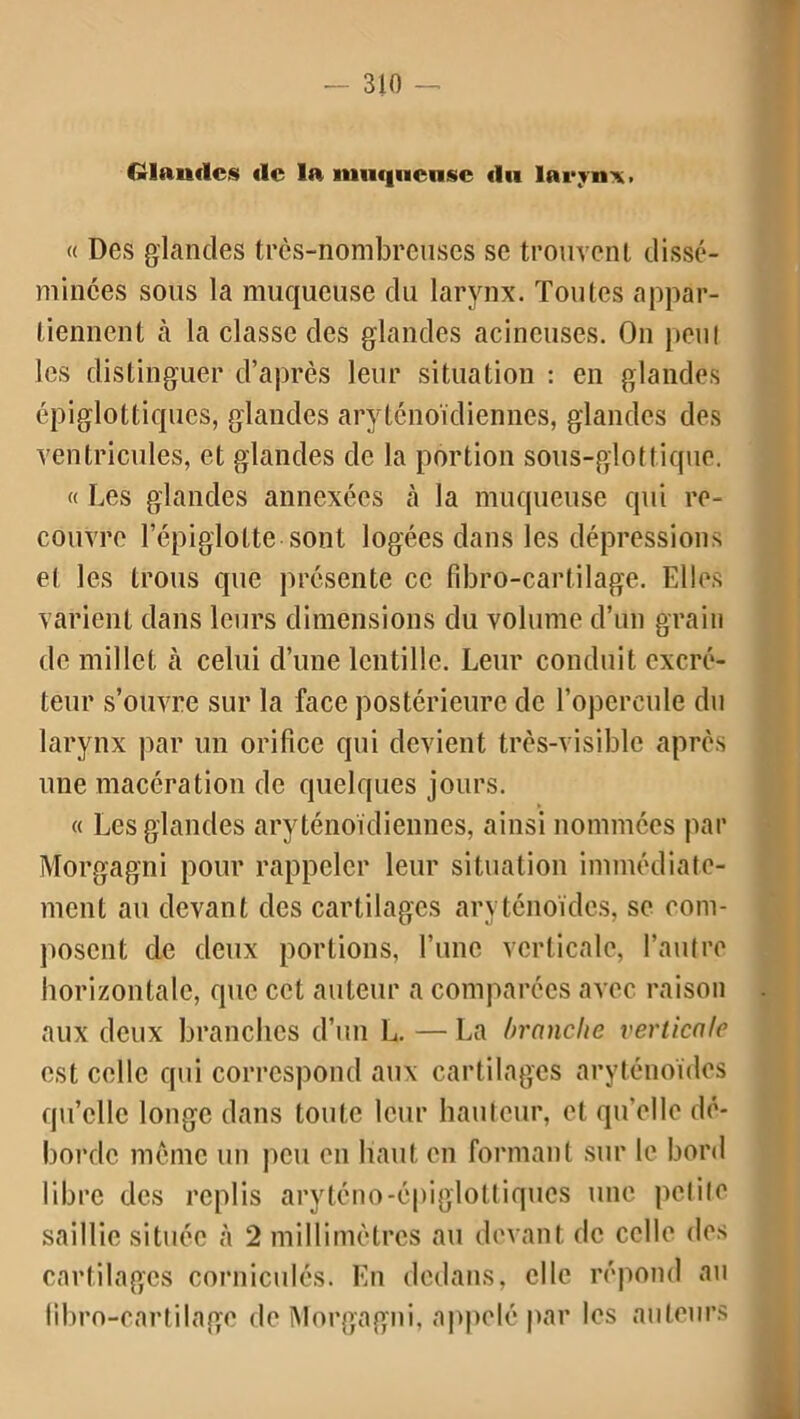 Glandes de la muqueuse du larynx, « Des glandes très-nombreuses se trouvent dissé- minées sous la muqueuse du larynx. Toutes appar- tiennent à la classe des glandes acineuses. On peu! les distinguer d’après leur situation : en glandes épiglottiques, glandes aryténoïdiennes, glandes des ventricules, et glandes de la portion sous-glottique. « Les glandes annexées à la muqueuse qui re- couvre l’épiglotte-sont logées dans les dépressions et les trous que présente ce fîbro-cartilage. Elles varient dans leurs dimensions du volume d’un grain de millet h celui d’une lentille. Leur conduit excré- teur s’ouvre sur la face postérieure de l’opercule du larynx par un orifice qui devient très-visible après une macération de quelques jours. « Les glandes aryténoïdiennes, ainsi nommées par Morgagni pour rappeler leur situation immédiate- ment au devant des cartilages aryténoïdes, se com- posent de deux portions, l’une verticale, l’autre horizontale, que cet auteur a comparées avec raison . aux deux branches d’un L. — La branche verticale est celle qui correspond aux cartilages aryténoïdes qu’elle longe dans toute leur hauteur, et qu’elle dé- borde même un peu en liant en formant sur le bord libre des replis aryténo-épiglottiqucs une petite saillie située à 2 millimètres au devant de celle des cartilages corniculés. En dedans, elle répond au libro-cartilage de Morgagni, appelé par les auteurs