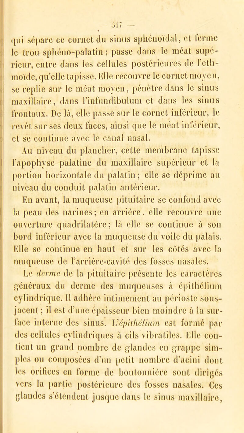 qui sépare ce cornet du sinus sphénoïdal, et terme le trou sphéno-palatin ; passe dans le méat supé- rieur, entre dans les cellules postérieures de l’eth- nioïde, quelle tapisse. Elle recouvre le cornet moyen, se replie sur le méat moyen, pénètre dans le sinus maxillaire, dans l’infundibulum et dans les sinus frontaux. De là, elle passe sur le cornet inférieur, le revêt sur ses deux faces, ainsi que le méat inférieur, et se continue avec le canal nasal. Au niveau du plancher, cette membrane tapisse l'apophyse palatine du maxillaire supérieur et la portion horizontale du palatin; elle se déprime au niveau du conduit palatin antérieur. Eu avant, la muqueuse pituitaire se confond avec la peau des narines; en arrière, elle recouvre une ouverture quadrilatère; là elle se continue à son bord inférieur avec la muqueuse du voile du palais. Elle se continue en haut et sur les côtés avec la muqueuse de l’arrière-cavité des fosses nasales. Le derme de la pituitaire présente les caractères généraux du derme des muqueuses à épithélium cylindrique. Il adhère intimement au périoste sous- jacent ; il est d’une épaisseur bien moindre à la sur- face interne des sinus. L'épitlié/ium est forme par des cellules cylindriques à cils vibratiles. Elle con- tient un grand nombre de glandes en grappe sim- ples ou composées d’un petit nombre d’aciui dont les orilices en forme de boutonnière sont dirigés vers la partie postérieure des fosses nasales. Ces glandes s’étendent jusque dans le sinus maxillaire,