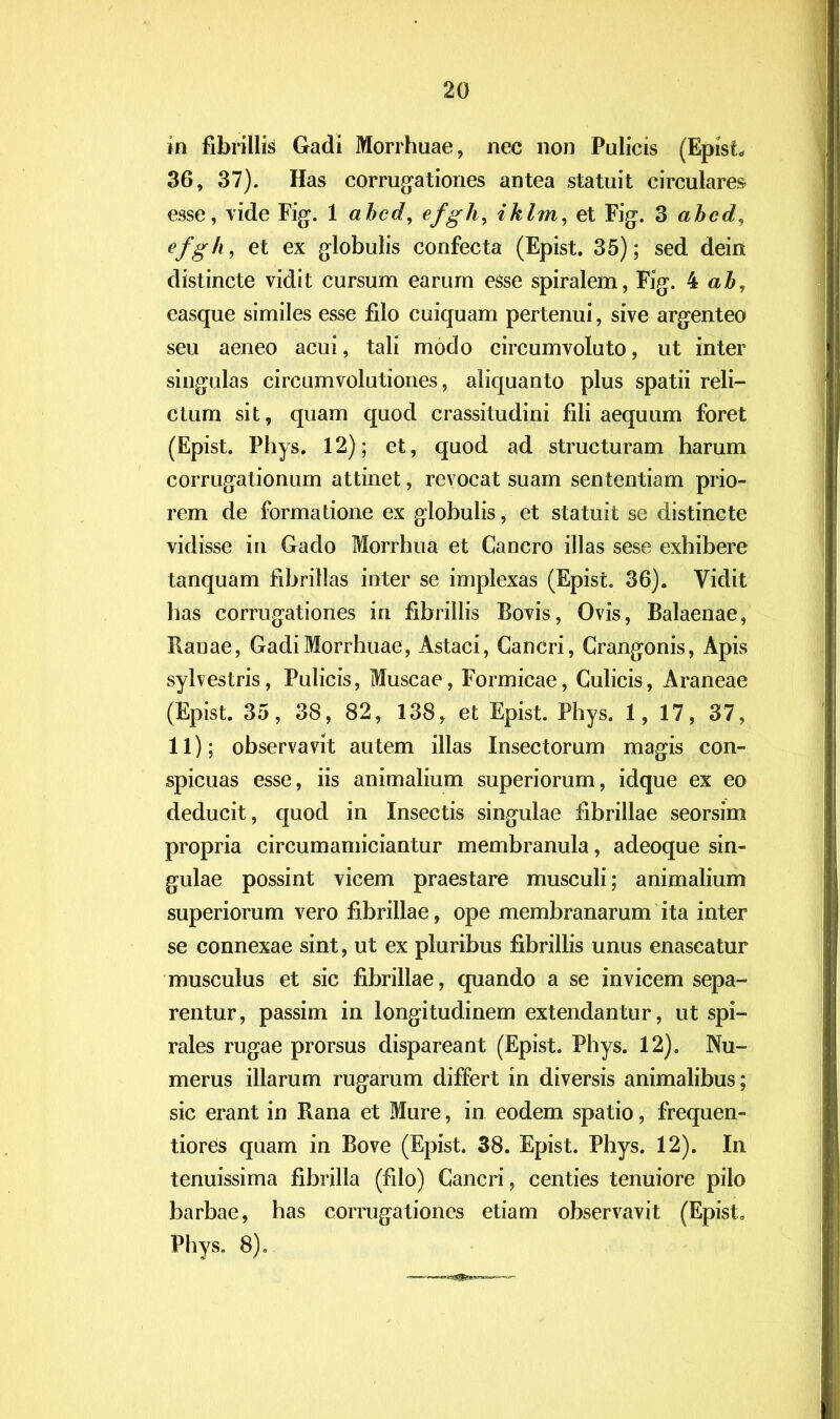 in fibrillis Gadi Morrhuae, nec non Pulicis (EpisC 36, 37). Has corrugationes antea statuit circulares esse, vide Fig. 1 abcd, efghy iklm, et Fig. 3 abcd, efgh, et ex globulis confecta (Epist. 35); sed dein distincte vidit cursum earum eSse spiralem, Fig. 4 ab, easque similes esse filo cuiquam pertenui, sive argenteo seu aeneo acui, tali modo circumvoluto, ut inter singulas circumvolutiones, aliquanto plus spatii reli- ctum sit, quam quod crassitudini fili aequum foret (Epist. Phys. 12); et, quod ad structuram harum corrugationum attinet, revocat suam sententiam prio- rem de formatione ex globulis, et statuit se distincte vidisse in Gado Morrhua et Cancro illas sese exhibere tanquam fibrillas inter se implexas (Epist. 36). Vidit has corrogationes in fibrillis Bovis, Ovis, Balaenae, Ranae, Gadi Morrhuae, Astaci, Cancri, Crangonis, Apis sylvestris, Pulicis, Muscae, Formicae, Culicis, Araneae (Epist. 35, 38, 82, 138, et Epist. Phys. 1, 17, 37, 11); observavit autem illas Insectorum magis con- spicuas esse, iis animalium superiorum, idque ex eo deducit, quod in Insectis singulae fibrillae seorsim propria circum amiciantur membranula, adeoque sin- gulae possint vicem praestare musculi; animalium superiorum vero fibrillae, ope membranarum ita inter se connexae sint, ut ex pluribus fibrillis unus enascatur musculus et sic fibrillae, quando a se invicem sepa- rentur, passim in longitudinem extendantur, ut spi- rales rugae prorsus dispareant (Epist. Phys. 12). Nu- merus illarum rugarum differt in diversis animalibus; sic erant in Rana et Mure, in eodem spatio, frequen- tiores quam in Bove (Epist. 38. Epist. Phys. 12). In tenuissima fibrilla (filo) Cancri, centies tenuiore pilo barbae, has corrugaliones etiam observavit (EpisC Phys. 8).