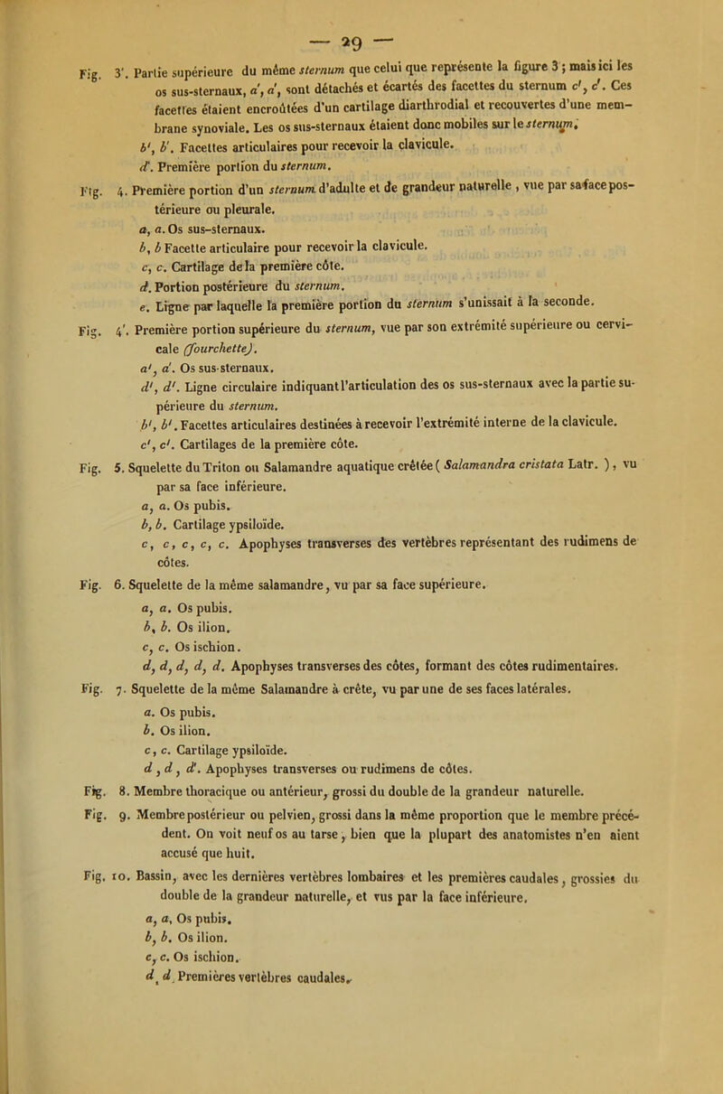 Fig. 3'. Parlie supérieure du même sternum que celui que représente la ügure 3 ; mais ici les os sus-sternaux, a, a, sont détachés et écartés des facettes du sternum c', c\ Ces facettes étaient encroûtées d’un cartilage diarthrodial et recouvertes d’une mem- brane synoviale. Les os sus-sternaux étaient donc mobiles sur le sternum, b', b'. Facettes articulaires pour recevoir la clavicule. d‘. Première portion du sternum. Fîg. 4. Première portion d’un sternum, d’adulte et de grandeur naturelle , vue par sa face pos- térieure ou pleurale. a, a. Os sus-sternaux. b, b Facette articulaire pour recevoir la clavicule. c, c. Cartilage delà première côte. d, Portion postérieure du sternum. e, Ligne par laquelle la première portion du sternum s’unissait à la seconde. Fig. 4’. Première portion supérieure du sternum, vue par son extrémité supérieure ou cervi- cale (fourchette). a', d. Os sus-sternaux. d1, d1. Ligne circulaire indiquant l’articulation des os sus-sternaux avec la partie su- périeure du sternum. b', b‘. Facettes articulaires destinées à recevoir l’extrémité interne de la clavicule. c', c1. Cartilages de la première côte. Fig. 5. Squelette du Triton ou Salamandre aquatique crêtée ( Salamandra cristata Latr. ) , vu par sa face inférieure. a, a. Os pubis. b, b. Cartilage ypsiloïde. c, c, c, c, c. Apophyses transverses des vertèbres représentant des rudimens de côtes. Fig. 6. Squelette de la même salamandre, vu par sa face supérieure. a, a. Os pubis. b, b. Os ilion. c, c. Os ischion. d} d, d, d} d. Apophyses transverses des côtes, formant des côtes rudimentaires. Fig. 7. Squelette de la même Salamandre à crête, vu par une de ses faces latérales. a. Os pubis. b. Os ilion. c, c. Cartilage ypsiloïde. d , d, d'. Apophyses transverses ou rudimens de côtes. Fig. 8. Membre thoracique ou antérieur, grossi du double de la grandeur naturelle. Fig. g. Membre postérieur ou pelvien, grossi dans la même proportion que le membre précé- dent. On voit neuf os au tarse, bien que la plupart des anatomistes n’en aient accusé que huit. Fig, to. Bassin, avec les dernières vertèbres lombaires et les premières caudales, grossies du double de la grandeur naturelle, et vus par la face inférieure, a, a. Os pubis, ô, b. Os ilion. e, c. Os ischion. d, d Premières vertèbres caudales.