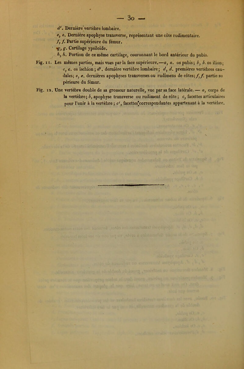 d'. Dernière vertèbre lombaire. e, e. Dernière apophyse transverse, représentant une côte rudimentaire. /, /. Partie supérieure du fémur. •g, g. Cartilage ypsiloïde. A, k. Portion de ce même cartilage, couronnant le bord antérieur du pubis. Fig. 11. Les mêmes parties, mais vues parla face supérieure.—a, a. os pubis; A, b. os ilion; c, c. os ischion ; d'. dernière vertèbre lombaire; d, d. premières vertèbres cau- dales; e, e. dernières apophyses transverses ou rudimens de côtes;/,/. partie su périeure du fémur. Fig. n. Une vertèbre double de sa grosseur naturelle, vue par sa face latérale. — a, corps de la vertèbre; b, apophyse transverse ou rudiment de côte; c, facettes articulaires pour l’unir à la vertèbre ; c', facettes’correspondantes appartenant à la vertèbre.