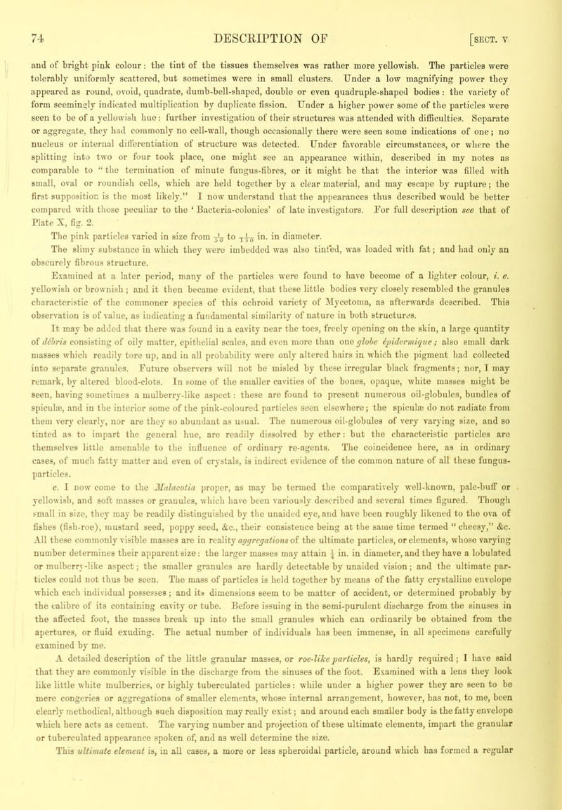 and of bright pink colour: the tint of the tissues themselves was rather more yellowish. The particles were tolerably uniformly scattered, but sometimes were in small clusters. Under a low magnifying power they appeared as round, ovoid, quadrate, dumb-bell-shaped, double or even quadruple-shaped bodies ; the variety of form seemingly indicated multiplication by duplicate fission. Under a higher power some of tlie particles were seen to be of a yellowish hue : further investigation of their structures was attended with difficulties. Separate or aggregate, they had commonly no cell-wall, though occasionally there were seen some indications of one; no nucleus or internal difierentiation of structure was detected. Under favorable circumstances, or where the splitting into two or four took place, one might see an appearance within, described in my notes as comparable to “ the termination of minute fungus-fibres, or it might be that the interior was filled with small, oval or roundish cells, which are held together by a clear material, and may escape by rupture; the first supposition is the most likely.” I now understand that tbe appearances thus described would be better compared with those peculiar to the ‘ Bacteria-colonies’ of late investigators. For full description see that of Plate X, fig. 2. The pink particles varied in size from Jjj to in. in diameter. The slimy substance in which they were imbedded was also tinted, was loaded with fat; and had only an obscurely fibrous structure. Examined at a later period, many of the particles were found to have become of a lighter colour, i. e. yellowish or brownish ; and it then became evident, that these little bodies very closely resembled the granules characteristic of the commoner species of this ochroid variety of Mycetoma, as afterwards described. This observation is of value, as indicating a fundamental similarity of nature in both structures. It may be added that there was found in a cavity near the toes, freely opening on the skin, a large quantity of d6hris consisting of oily matter, epithelial scales, and even more than one glohe ipidermiq^ue ; also small dark masses which readily tore up, and in all probability were only altered hairs in whieh the pigment had collected into separate granules. Future observers will not be misled by these irregular black fragments; nor, I may remark, by altered blood-clots. In some of the smaller cavities of the bones, opaque, white masses might be seen, having sometimes a mulberry-like aspect: these are found to present numerous oil-globules, bundles of spiculaj, and in the interior some of the pink-coloured particles seen elsewhere; the spiculm do not radiate from them very clearly, nor are they so abundant as usual. The numerous oil-globules of very varying size, and so tinted as to impart the general hue, are readily dissolved by ether: but the characteristic particles are themselves little amenable to the influence of ordinary re-agents. The coincidence here, as in ordinary cases, of much fatty matter and even of crystals, is indirect evidence of the common nature of all these fungus- particles. c. I now come to the Jilalacotia proper, as may be termed the comparatively well-known, pale-buff or yellowish, and soft masses or granules, which have been variously described and several times figured. Though small in size, thej’ may be readily distinguished by the unaided eye, and have been roughly likened to the ova of fishes (fish-roe), mustard seed, poppy seed, &c., their consistence being at the same time termed “cheesy,” &c. All these commonly visible masses are in rctiWty aggregations ol the ultimate particles, or elements, whose varying number determines their apparent size: the larger masses may attain ^ in. in diameter, and they have a lobulated or mulberry-like aspect; the smaller granules are hardly detectable by unaided vision; and the ultimate par- ticles could not thus be seen. The mass of particles is held together by means of the fatty crystalline envelope which each individual possesses; and its dimensions seem to be matter of accident, or determined probably by the calibre of its containing cavity or tube. Before issuing in the semi-purulent discharge from the sinuses in the affected foot, the masses break up into the small granules which can ordinarily be obtained from the apertures, or fluid exuding. The actual number of individuals has been immense, in all specimens carefully examined by me. A detailed description of the little granular masses, or roe-liJeeparticles, is hardly required; I have said that they are commonly visible in the discharge from the sinuses of the foot. Examined with a lens they look like little white mulberries, or highly tuberculated particles: while under a higher power they are seen to be mere congeries or aggregations of smaller elements, whose internal arrangement, however, has not, to me, been clearly methodical, although such disposition may really exist; and around each smaller body is the fatty envelope which here acts as cement. The varying number and projection of these ultimate elements, impart the granular or tuberculated appearance spoken of, and as well determine the size. This ultimate element is, in all cases, a more or less spheroidal particle, around which has formed a regular