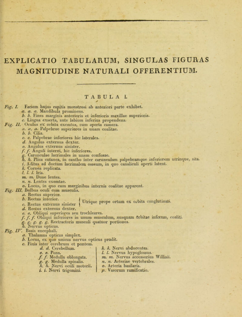 EXPLICATIO TABULARUM, SINGULAS FIGURAS MAGNITUDINE NATURALI OFFERENTIUM. TABULA I. Fig. I. Faciem liujus capitis monstrosi ab anteriori parte exhibet. a. a. a. Mandibula prominens. b. b. Fines marginis anterioris et inferioris maxillae superioris. c. Lingua exserta, ante labium inferius propendens. Fig. 11. Oculus ex orbita exemtus, cum aperta camera. a. a. a. Palpebrae superiores in unam coalitae. b. b. Cilia. c. c. Palpebrae inferiores liic laterales. d. Angulus externus dexter. e. Angulus externus sinister. f. f. Anguli interni, hic inferiores. g. Carunculae lacrimales in unam confusae. n. h. Plica cutanea, in cantlio inter carunculam palpebramque inferiorem utrinque, sita. 7. Aditus ad ductum lacrimalem osseum, in quo canaliculi aperti latent. k. Cornea replicata. /. /. /. Iris. m. m. Duae lentes. n. n. Lentes exemtae. o. Locus, in quo cum marginibus internis coalitae apparent. Fig. III. Bulbus oculi cum musculis. a. Rectus superior. b. Rectus interior. ) rT, . . , .. , .. „ , , . . , 1 Utrique prope ortum ex ox’bita conglutinati. c. Rectus externus sinister ) u 1 1 d. Rectus externus dexter. e. e. Obliqui superiores seu trochleares. f. f. f. Obliqui inferiores in unum musculum, nusquam Orbitae infixum, coaliti. g. g. g. g. g. Rectractoris musculi quatuor portiones. n. JNervus opticus. Fig. IIr. Basis encephali. a. Thalamus opticus simplex. b. Locus, ex quo unicus nervus opticus prodit. c. Finis inter cerebrum et pontem. d. d. Cerebellum. e. e. Pons. /•/• Medulla oblongata. g. g. Medulla spinalis. h. h. Nervi oculi motorii. i. i. Nervi trigemini. k. k. Nervi abducentes. /. /. Nervus hypoglossus. tu. m. Nervus accessorius Willisii. n. n. Arteriae vertebrales. o. Arteria basilaris. p. Vasorum ramificatio.