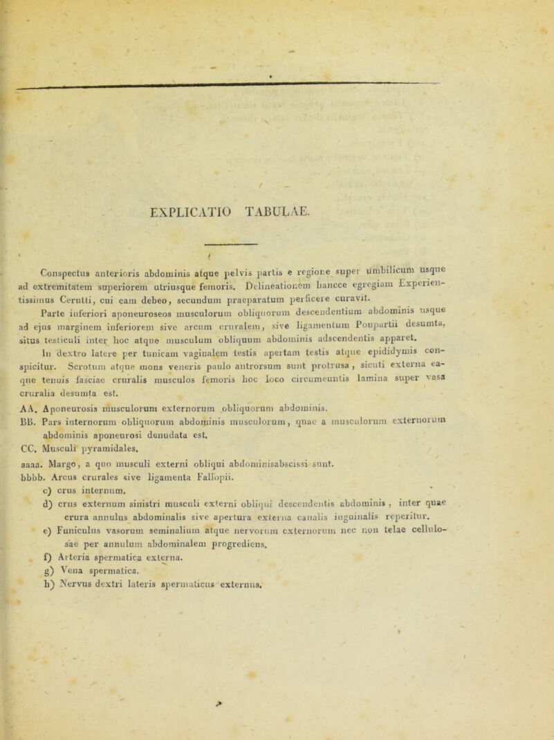 / s EXPLICATIO TABULAE. ■ < Conspectus anterioris abdominis atque pelvis jiartis e regione super umbilicum usque ad extremitatem superiorem utriusque femoris* Delineationem liancce egregiam Expeiien- tissimus Cerulli, cui eam debeo, secundum praeparatum perficere curavit. Parte inferiori aponeuroseos musculorum obliquorum descendentium abdominis usque ad ejus marginem inferiorem sive arcum cruralem, sive ligamentum Poupartii desumta, situs testiculi inter lioc atque musculum obliquum abdominis adscendentis apparet. In dextro latere per tunicam vaginalem testis apertam testis atque epididymis con- spicitur. Scrotum atque mons veneris paulo antrorsurn sunt protrusa , sicuti externa ea- que tenuis fasciae cruralis musculos femoris lioc loco circumeuntis lamina super vasa cruralia desumta est. AA. Aponeurosis musculorum externorum obliquorum abdominis. BB. Pars internorum obliquorum abdominis musculorum, quae a musculorum externorum abdominis aponeurosi denudata est, CC. Musculi pyramidales. aaaa. Margo, a quo musculi externi obliqui abdominisabscissi sunt, bbbb. Arcus crurales sive ligamenta Fallopii. c) crus internum. d) crus externum sinistri musculi externi obliqui descendentis abdominis , inter quae crura annulus abdominalis sive apertura externa canalis inguinalis reperitur. e) Funiculus vasorum seminalium atque nervorum externorum nec non telae cellulo- sae per anmilum abdominalem progrediens. f) Arteria spermatica externa. g) Vena spermatica. h) Nervus dextri lateris spermaticus externus.