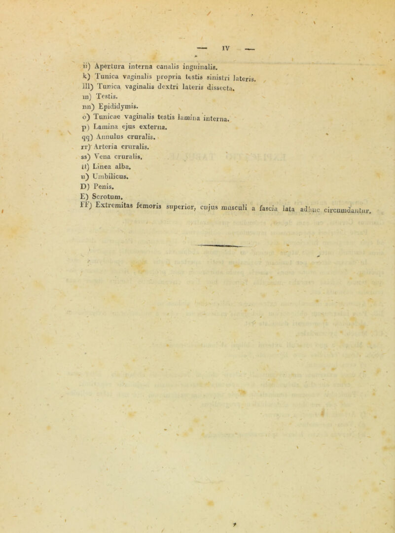 / IV > ✓ I % ' ii) Apertura interna canalis inguinalis. k) Tunica vaginalis propria Ustis sinistri lateris. % 111) Tunica vaginalis dextri lateris dissecta. in) Testis. nn) Epididymis. o) Tunicae vaginalis testis lamina interna. p) Lamina ejus externa, qq) Annulus cruralis, rr^ Arteria cruralis. % ss) Aena cruralis, it) Linea alba. «) Umbilicus. D) Penis. E) Scrotum. IT) Extremitas femoris superior, cujus musculi a fascia lata adhuc circumdantur. /j i f