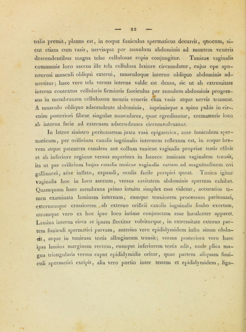 522 ualis premit, planus est, in eoque funiculus spermaticus decurrit, quocum, si- cut etiam cum vasis, nervisque per atinulum abdominis ad montem veneris descendentibus magna telae cellulosae copia conjungitur. Tunicae vaginalis communis loco saccus ille tela cellulosa laxiore circumdatur, cujus ope apo- neurosi musculi obliqui externi, musculoque interno obliquo abdominis ad- nectitur; haec vero tela versus interna valde est densa, sic ut ab extremitate interna contextus cellularis firmioris fasciculus per annulum abdominis progres- sus in membranam cellulosam montis veneris cum vasis atque nervis transeat. A musculo obliquo adscendente abdominis, inprimisque a spina pubis in cir-. cuitu posteriori fibrae singulae musculares, quae egrediuntur, cremasteris loco ab interna facie ad externam adscen dentes circumvolvuntur. In latere sinistro peritonaeum juxta vasa epigastrica, ante funiculum sper- maticum , per orificium canalis inguinalis internum reflexum est, in eoque bre- vem atque patentem canalem aut collum tunicae vaginalis propriae testis efficit et ab inferiore regione versus superiora in hancce tunicam vaginalem transit, ita ut per orificium hujus canalis innicae vaginalis cavum ad magnitudinem ovt gallinacei, aere inflato, expandi, oculis facile perspici queat. Tunica igitur vaginalis hoc in loco saccum, versus cavitatem abdominis apertum exhibet Quamquam liaec membrana primo intuitu simplex esse videtur, accuratius ta- men examinata laminam internam, eamque tenuiorem processum peritonaei, externamque crassiorem ab externo orificii canalis inguinalis limbo exortam, utramque vero ex hoc ipso loco intime conjunctam esse luculenter apparet. Lamina interna circa se ipsam flectitur volviturque, in extremitate externa par- tem funiculi spermatici parvam, auterius vero epididymidem iufra situm obdu- cit, atque in tunicam testis albugineam transit; versus posteriora vero liaec ipsa lamina marginem rectum, eumque inferiorem testis adit, unde plica ma- gna triangularis versus caput epididymidis oritur, quae partem aliquam funi- culi spermatici excipit, alia vero portio inter testem et epididymidem, liga-