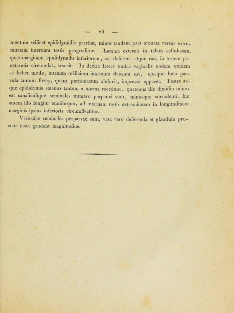 25 S mentum scilicet epididymidis praebet, minor tandem pars arcuata versus extre- mitatem internam testis progreditur. Lamina externa in telam cellulosam, quae marginem epididymidis inferiorem, vas deferens atque vasa in testem pe- netrantia circumdat, transit. In dextro latere tunica vaginalis eodem quidem se habet modo, attamen orificium internum clausum est, ejusque loco par- vula tantum fovea, quam peritonaeum obducit, impressa apparet. Testes at- que epididymis eatenus tantum a norma recedunt, quatenus ille dimidio minor est canaliculique seminales numero perpauci sunt, minusque succulenti, hic autem illo longior tenuiorque, ad internam testis extremitatem in longitudinem marginis ipsius inferioris circumflectitur. Vesiculae seminales perparvae sunt, vasa vero deferentia et glandula pro- stata justa gaudent magnitudine.