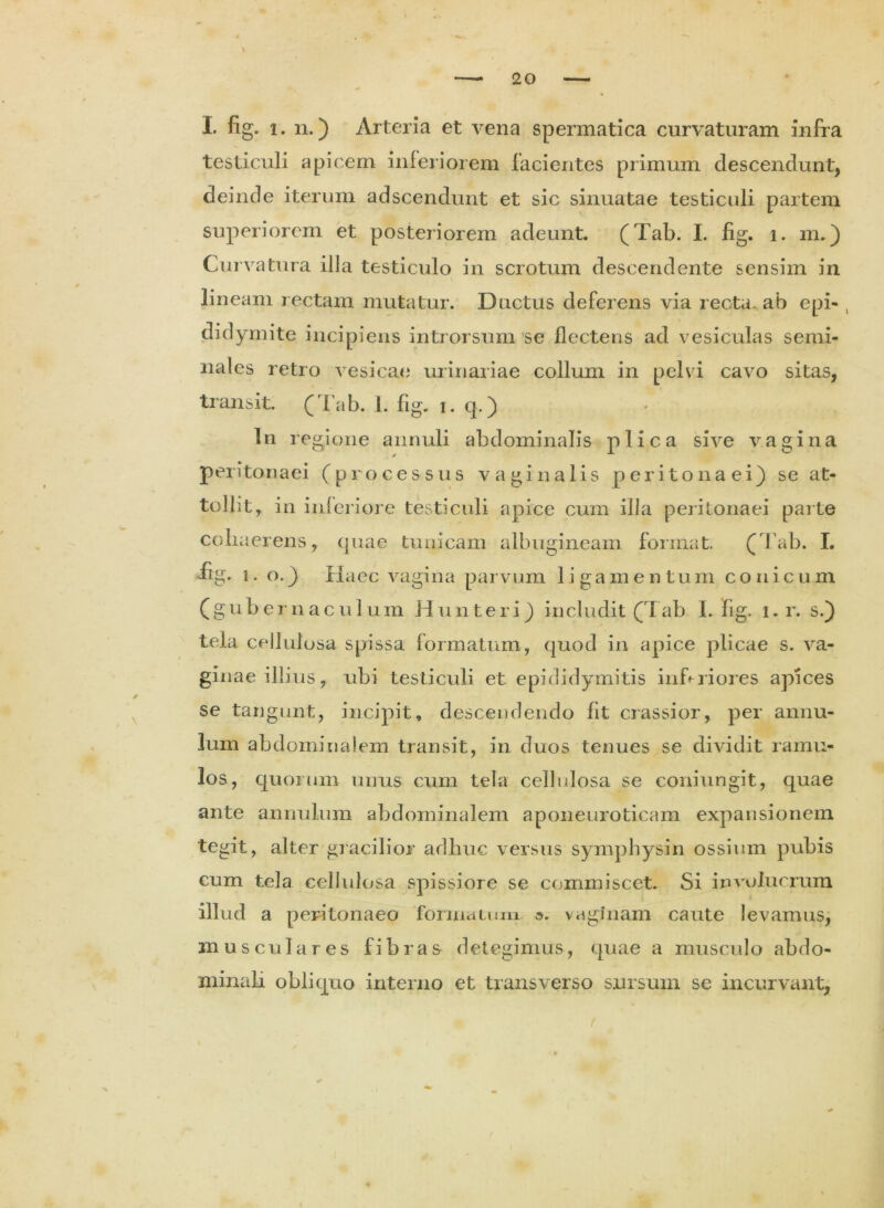 I. fig. i. n.) Arteria et vena spermatica curvaturam infra testiculi apicem inferiorem facientes primum descendunt, deinde iterum adscendunt et sic sinuatae testiculi partem superiorem et posteriorem adeunt. (Tab. I. fig. i. m.) Curvatura illa testiculo in scrotum descendente sensim in lineam rectam mutatur. Ductus deferens via recta, ab epi- , didymite incipiens introrsum se flectens ad vesiculas semi- nales retro vesicae* urinariae collum in pelvi cavo sitas, transit. (Tab. 1. fig. i. q.) In regione annuli abdominalis plica sive vagina peritonaei (processus vaginalis peritonaei) se at- tollit, in inferiore testiculi apice cum illa peritonaei parte cohaerens, quae tunicam albugineam format. (Tab. I. fig. l.o.) Haec vagina parvum ligamentum conicum (gubernaculum Hunteri) includit (Tab I. fig. l.r. s.) tela cellulosa spissa formatum, quod in apice plicae s. va- gin a e illius, ubi testiculi et epididymitis infuiores apices se tangunt, incipit, descendendo fit crassior, per annu- lum abdominalem transit, in duos tenues se dividit ramu- los, quorum unus cum tela cellulosa se coniungit, quae ante annulum abdominalem aponeuroticam expansionem tegit, alter gracilior adhuc versus symphysin ossium pubis cum tela cellulosa spissiore se commiscet. Si involucrum illud a peritonaeo forinaium s. vaginam caute levamus, musculares f i b r a & detegimus, quae a musculo abdo- minali obliquo interno et transverso sursum se incurvant. (