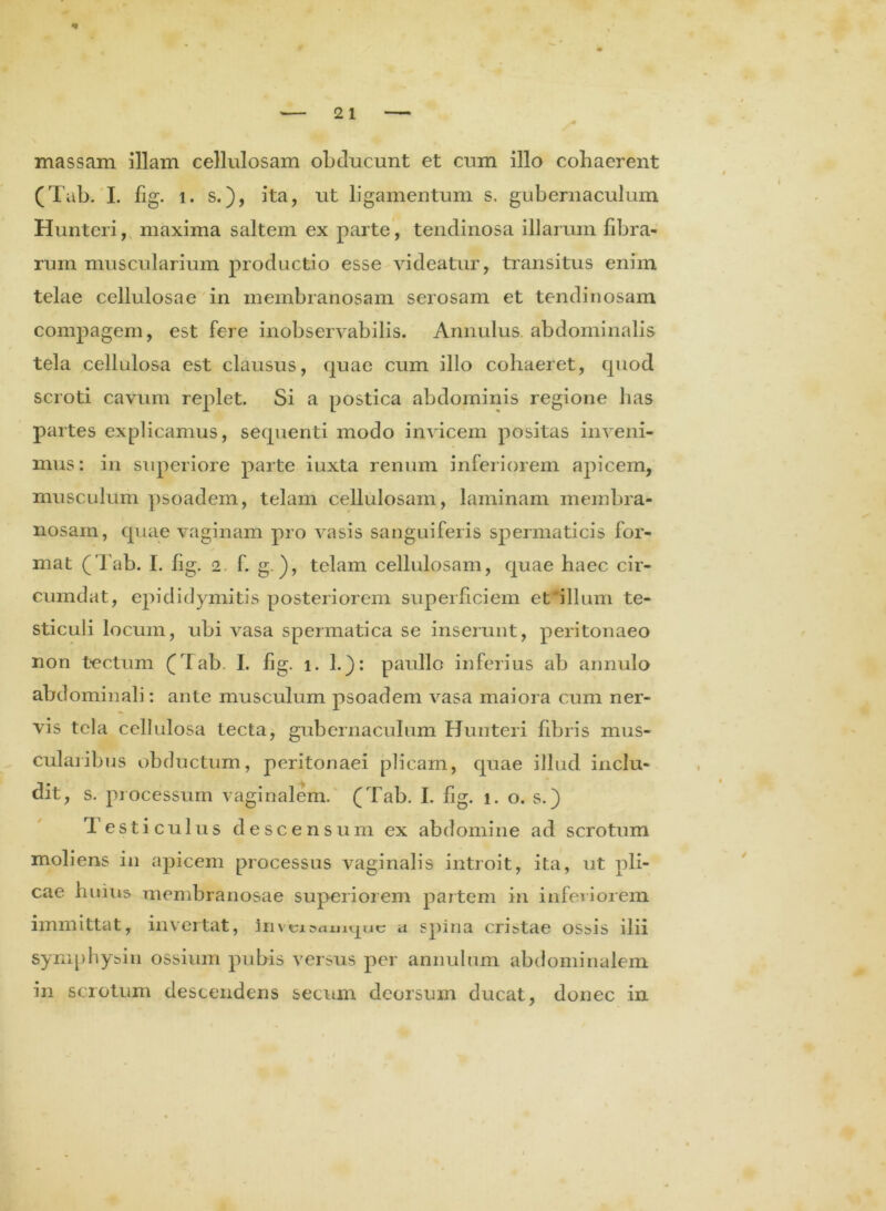 massam illam cellulosam obducunt et cum illo cohaerent (Tub. I. fig. i. s.), ita, ut ligamentum s. gubernaculum Hunteri, maxima saltem ex parte, tendinosa illarum fibra- rum muscularium productio esse videatur, transitus enim telae cellulosae in membranosam serosam et tendinosam compagem, est fere inobservabilis. Annulus abdominalis tela cellulosa est clausus, quae cum illo cohaeret, quod scroti cavum replet. Si a postica abdominis regione has partes explicamus, sequenti modo invicem positas inveni- mus: in superiore parte iuxta renum inferiorem apicem, musculum psoadem, telam cellulosam, laminam membra- nosam, quae vaginam pro vasis sanguiferis spermaticis for- mat (Tab. I. hg. 2. f. g.), telam cellulosam, quae haec cir- cumdat, epididymitis posteriorem superficiem et illum te- sticuli locum, ubi vasa spermatica se inserunt, peritonaeo non tectum (Tab. I. fig. i. 1.): paullo inferius ab annulo abdominali: ante musculum psoadem vasa maiora cum ner- vis tela cellulosa tecta, gubernaculum Hunteri fibris mus- cularibus obductum, peritonaei plicam, quae illud inclu- dit, s. processum vaginalem. (Tab. I. fig. i. o. s.) Testiculus descensum ex abdomine ad scrotum moliens in apicem processus vaginalis introit, ita, ut pli- cae huius membranosae superiorem partem in inferiorem • • • # immittat, invertat, Jriveia spina cristae ossis ilii symphysin ossium pubis versus per annulum abdominalem in scrotum descendens secum deorsum ducat, donec in