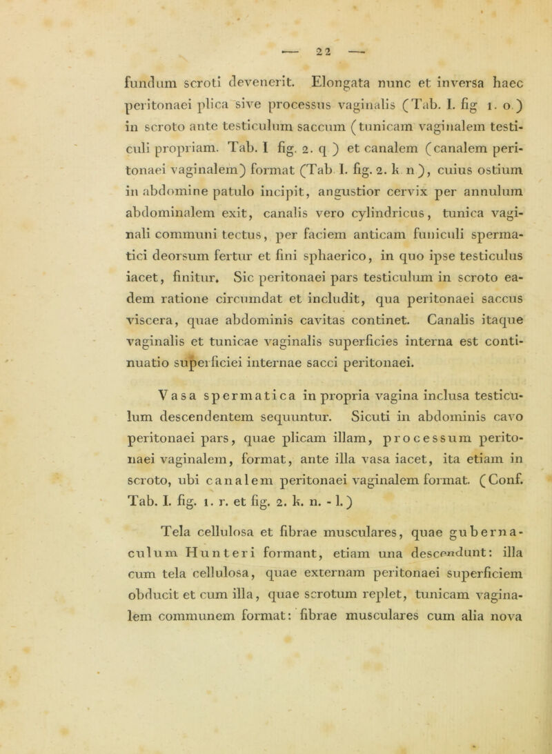 fundum scroti devenerit. Elongata nunc et inversa haec peritonaei plica sive processus vaginalis (Tab. I. fig i. o ) in scroto ante testiculum saccum (tunicam vaginalem testi- culi propriam. Tab. I fig. 2. q ) et canalem (canalem peri- tonaei vaginalem) format (Tab I. fig. 2. k n), cuius ostium in abdomine patulo incipit, angustior cervix per annulum abdominalem exit, canalis vero cylindricus, tunica vagi- nali communi tectus, per faciem anticam funiculi sperma- tici deorsum fertur et fini sphaerico, in quo ipse testiculus iacet, finitur» Sic peritonaei pars testiculum in scroto ea- dem ratione circumdat et includit, qua peritonaei saccus viscera, quae abdominis cavitas continet. Canalis itaque vaginalis et tunicae vaginalis superficies interna est conti- nuatio superficiei internae sacci peritonaei. Vasa spermatica in propria vagina inclusa testicu- lum descendentem sequuntur. Sicuti in abdominis cavo peritonaei pars, quae plicam illam, processum perito- naei vaginalem, format, ante illa vasa iacet, ita etiam in scroto, ubi canalem peritonaei vaginalem format. (Conf. Tab. I. fig. i. r. et fig. 2. h. n. -1.) Tela cellulosa et fibrae musculares, quae guberna- culum Hunteri formant, etiam una descendunt: illa cum tela cellulosa, quae externam peritonaei superficiem obducit et cum illa, quae scrotum replet, tunicam vagina- lem communem format: fibrae musculares cum alia nova