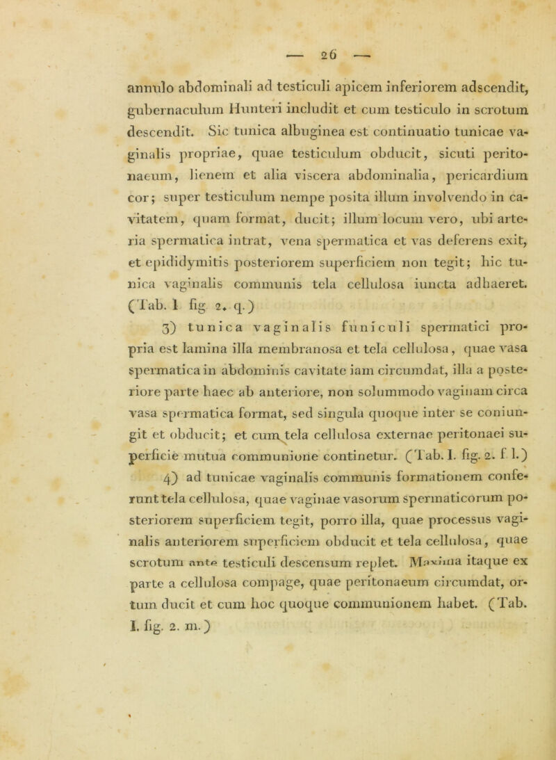 anrmio abdominali ad testiculi apicem inferiorem adscendit, gubernaculum Hunteri includit et cum testiculo in scrotum descendit. Sic tunica albuginea est continuatio tunicae va- ginalis propriae, quae testiculum obducit, sicuti perito- naeum, lienem et alia viscera abdominalia, pericardium cor; super testiculum nempe posita illum involvendo in ca- vitatem, quam format, ducit; illum locum vero, ubi arte- ria spermatica intrat, vena spermatica et vas deferens exit, et epididymitis posteriorem superficiem non tegit; hic tu- nica vaginalis communis tela cellulosa iuneta adhaeret. (Tab. 1 fig 24 q.) 3) tunica vaginalis funiculi spermatici pro- pria est lamina illa membranosa et tela cellulosa, quae vasa spermatica in abdominis cavitate iam circumdat, illa a poste- riore parte haec ab anteriore, non solummodo vaginam circa vasa spermatica format, sed singula quoque inter se coni un- git et obducit; et cum tela cellulosa externae peritonaei su- perficie mutua communione continetur. (Tab. I. lig. 2. f 1.) % 4) ad tunicae vaginalis communis formationem confe- runt tela cellulosa, quae vaginae vasorum spermaticorum po- steriorem superficiem tegit, porro illa, quae processus vagi- nalis anteriorem superficiem obducit et tela cellulosa, quae scrotum antp testiculi descensum replet. Maxima itaque ex parte a cellulosa compage, quae peritonaeum circumdat, or- tum ducit et cum hoc quoque communionem habet. (Tab. I. fig. 2. m.) %