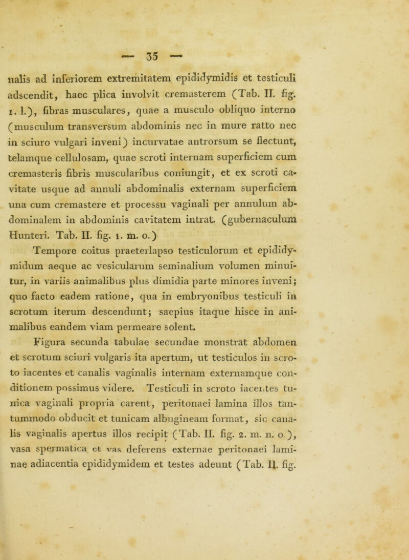 nalis ad inferiorem extremitatem epididymidis et testiculi adscendit, haec plica involvit cremasterem (Tab. II. fig. i. L), fibras musculares, quae a musculo obliquo interno (musculum transversum abdominis nec in mure ratto nec in sciuro vulgari inveni) incurvatae antrorsum se flectunt, telamque cellulosam, quae scroti internam superficiem cum cremasteris fibris muscularibus coniungit, et ex scroti ca- vitate usque ad annuli abdominalis externam superficiem una cum cremastere et processu vaginali per annulum ab- dominalem in abdominis cavitatem intrat, (gubernaculum Hunteri. Tab. II. fig. i. m. o.) Tempore coitus praeterlapso testiculorum et epididy- midum aeque ac vesicularum seminalium volumen minui- tur, in variis animalibus plus dimidia parte minores inveni; quo facto eadem ratione, qua in embryonibus testiculi in scrotum iterum descendunt; saepius itaque hisce in ani- malibus eandem viam permeare solent. Figura secunda tabulae secundae monstrat abdomen et scrotum sciuri vulgaris ita apertum, ut testiculos in scro- to iacentes et canalis vaginalis internam externamque con- ditionem possimus videre. Testiculi in scroto iacentes tu- nica vaginali propria carent, peritonaei lamina illos tan- tummodo obducit et tunicam albugineam format, sic cana- lis vaginalis apertus illos recipit (Tab. II. fig. 2. m. n. o.), vasa spermatica ct vas deferens externae peritonaei lami-