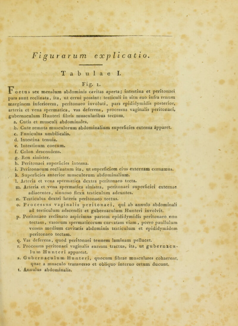 Figurarum explicatio. Tabulae I. -p _ *ig. »• r oetus sex mensium abdominis cavitas aperta; intestina et peritonaei pars sunt reclinata, ita, ut cerni possint: testiculi in situ suo infra renum marginem inferiorem, peritonaeo involuti, pars epididymidis posterior, arteria et vena spermatica, vas deferens, processus vaginalis peritonaei. gubernaculum Hunteri fibris muscularibus tectum. a. Cutis et musculi abdominales. b. Cute remota musculorum abdominalium superficies externa apparet. c. Funiculus umbilicalis. d. Intestina tenuia. e. Intestinum coecum. f. Colon descendens. g. Ren sinister. h. Peritonaei superficies interna. i. Peritonaeum reclinatum ita, ut superficiem cius externam cernamus. It. Superficies anterior musculorum abdominalium. l. Arteria et vena spermatica dextra peritonaeo tecta. m. Arteria et vena spermatica sinistra, peritonaei superficiei externae adiacentes, sinuoso flexu testiculum adeuntes. n. Testiculus dextri lateris peritonaeo tectus. o. Processus vaginalis peritonaei, qui ab annulo abdominali ad testiculum adscendit et gubernaculum Hunteri involvit. p. Peritonaeo reclinato aspicimus partem epididymidis peritonaeo non tectam, vasorum spermaticorum curvatam viam, porro paullulum versus medium cavitatis abdominis testiculum et epididymidem peritonaeo tectam. q. Vas deferens, quod peritonaei tenuem laminam pellucet. r. Processus peritonaei vaginalis sursum tractus, ita, ut gubernacu- lum Hunteri appareat. s. Gubernaculum Hunteri, quocum fibrae musculares cohaerent. quae a musculo transverso et obliquo interno ortum ducunt. t. Annulus abdominalis.