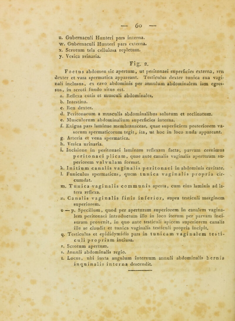 и. Gubernaculi Hunteri pars interna. W. Gubernaculi Hunteri pars externa. x. Scrotum tela cellulosa repletum. y. Vesica rrinaria. Fio- a Foetus abdomen sic apertum, ut peritonaei superficies externa, ren dexter et vasa spermatica appareant. Testiculus dexter tunica sua vagi- nali inclusus, ex cavo abdominis per annulum abdominalem iam egres- sus, in scroti fundo situs est. a. Pieflexa cutis et musculi abdominales, b. Intestina. c. Ren dexter. d. Peritonaeum a musculis abdominalibus solutum et reclinatum. e. Musculorum abdominalium superficies interna. f. Exigua pars laminae membranaceae, quae superficiem posteriorem va- sorum spermaticorum tegit, ita, ut hoc in loco nuda appareant. g. Arteria et vena spermatica. h. Vesica urinaria. i. Incisione in peritonaei laminam reflexam facta, parvam cernimus peritonaei plicam, quae ante canalis vaginalis aperturam su- periorem valvulam format. к. Initium canalis vaginalis peritonaei in abdominis cavitate. l. Funiculus spermaticus, quem tunica vaginalis propria cir- cumdat. m. Tunica vaginalis communis aperta, cum eius laminis ad la- tera reflexa. n. Canalis vaginalis finis inferior, supra testiculi marginem superiorem. ©•—p. Specillum, quod per aperturam superiorem in canalem vagina- lem peritonaei introductum illo in loco iterum per parvam inci- suram provenit, in quo ante testiculi apicem superiorem canalis ille se claudit et tunica vaginalis testiculi propria incipit, q. Testiculus et epididymidis pars in tunicam vaginalem testi- culi propriam inclusa. r. Scrotum apertum. s. Annuli abdominalis regio. t. Locus, ubi iuxta angulum internum annuli abdominalis hernia i n q u i n a 1 i s interna descendit.
