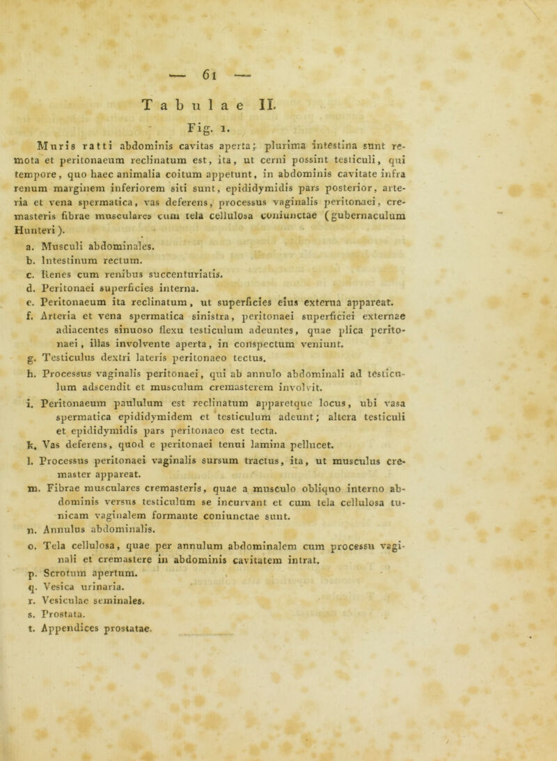 Tabulae IL Fig. i. Muri8 ratti abdominis cavitas aperta; plurima intestina sunt re- mota et peritonaeum reclinatum est, ita, ut cerni possint testiculi, qui tempore, quo haec animalia coitum appetunt, in abdominis cavitate infra renum marginem inferiorem siti sunt, epididymidis pars posterior, arte- ria et vena spermatica, vas deferens, processus vaginalis peritonaei, cre- masteris fibrae mirsculares cum tela cellulosa coniunctae (gubernaculum Hunteri). a. Musculi abdominales. b. Intestinum rectum. c. lienes cum renibus succenturiatis, d. Peritonaei superficies interna. e. Peritonaeum ita reclinatum , ut superficies eius exterua appareat. f. Arteria et vena spermatica sinistra, peritonaei superficiei externae adiacentes sinuoso flexu testiculum adeuntes, quae plica perito- naei, illas involvente aperta, in conspectum veniunt. g. Testiculus dextri lateris peritonaeo tectus. h. Processus vaginalis peritonaei, qui ab annulo abdominali ad testicu- lum adseendit et musculum cremasterem involvit. i. Peritonaeum paululum est reclinatum apparetque locus, ubi vasa spermatica epididymidem et testiculum adeunt; altera testiculi et epididymidis pars peritonaeo est tecta, h. Vas deferens, quod e peritonaei tenui lamina pellucet. l. Processus peritonaei vaginalis sursum tractus, ita, ut musculus cre- master appareat. m. Fibrae musculares cremasteris, quae a musculo obliquo interno ab- dominis versus testiculum se incurvant et cum tela cellulosa tu- nicam vaginalem formante coniunctae sunt. n. Annulus abdominalis. o. Tela cellulosa, quae per annulum abdominalem cum processu vagi- nali et cremastere in abdominis cavitatem intrat. p. Scrotum apertum. q. Vesica urinaria. r. Vesiculae seminales. s. Prostata. t. Appendices prostatae.