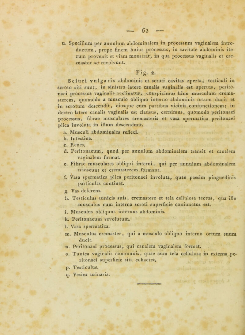 u. Specillum per annutum abdominalem in processum vaginalem intro- ductum, prope finem huius processus, in cavitate abdominis ite- rum provenit et viam monstrat, in qua processus vaginalis et cre- master se' revolvunt. Fig. 2. Sciuri vulgaris abdominis et scroti cavitas aperta; testiculi in scroto siti sunt, in sinistro latere canalis vaginalis est apertus, perito- naei processus vaginalis icclinatus, conspicimus hinc musculum crema- sterem, quomodo a musculo obliquo interno abdominis ortum ducit et in scrotum descendit, eiusque cum partibus vicinis conjunctionem; in dextro latere canalis vaginalis est clausus, cernimus, quomodo peritonaei processus, fibrae musculares cremasteris et vasa spermatica peritonaei plica involuta in illum descendunt, a. Musculi abdominales reflexi. b. Intestina. c. Renes, d. Peritonaeum, quod per annulum abdominalem transit et canalem vaginalem format. e. Fibrae musculares obliqui interni, qui per annulum abdominalem transeunt et cremasterem formant. f. Vasa spermatica plica peritonaei involuta, quae passim pinguedinis particulas continet. g. Vas deferens. h. Testiculus tunicis suis, cremastere et tela cellulosa tectus, qua ille musculus cum interna scroti superficie commictus est. .i. Musculus obliquus internus abdominis. Ii. Peritonaeum revolutum. l. Vasa spermatica. m. Musculus cremaster, qui a musculo obliquo interno ortum suum ducit. n. Peritonaei processus, qui canalem vaginalem format. o. Tunica vaginalis communis, quae cum tela cellulosa in externa pe- ritonaei superficie sita cohaeret, p. Testiculus. q. Vesica urinaria.