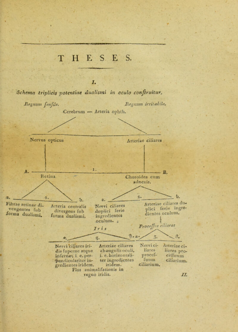 i. Schema triplicis potentiae dualismi in oculo conftruitur, Regnum fenjile. Picanum irritabile. Cerebrum — Arteria ophth. Nervus opticus Arteriae ciliares A. I Retina a. Choroidea cum adnexis. - B. Fibrae retinae di vengemes fub iorma dualismi. Arteria centralis divergens fub forma dualismi. Nervi ciliares duplici ferie ingredientes oculum. .4 Arteriae ciliares du- plici ferie ingre- dientes oculum. f. Trocejjvs ciliares Nervi cibares iri- dis fu perne atque inferne1; i e. per- ^pendico lari ter in- gredientes iridem. Arteriae ciliares ab^angulis oculi, i. e. horizontali- ter ingredientes iridem. Nervi ci- liares procef- fuum ciliarium. Flos animalifationis in reguo iridis. Arteriae ci- liares pro- cblFuum ciliarium. IT. \> /