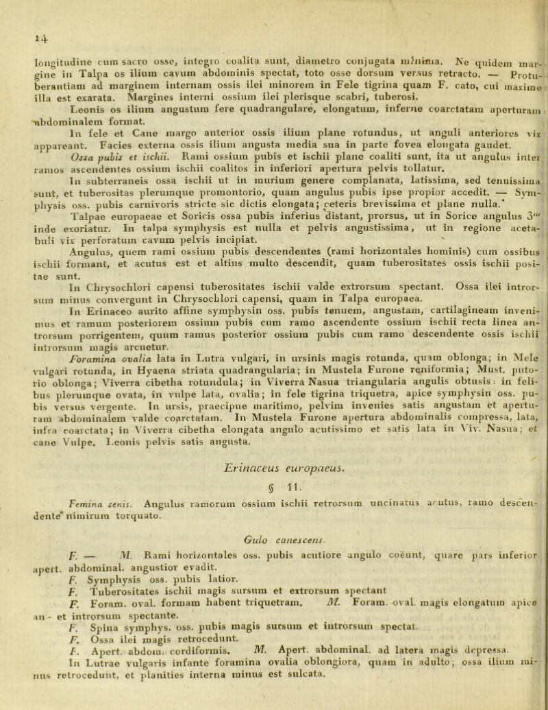 longitudine cum saevo osse, integro coalita sunt, diametro conjugata mi^jiima. Ne quidem mar- gine in Talpa os ilium cavum abdominis spectat, toto osse dorsum ver.sus retracto. — Protu- berantiam ad marginem internam ossis ilei minorem in Fele tigrina quam F. cato, cui maxime illa est ex:arata. Margines interni ossium ilei plerisque scabri, tuberosi. Leonis os ilium angustum fere quadrangulare, elongatum, inferne coarctatam aperturam abdominalem format. In fele et Cane margo anterior ossis ilium plane rotundus, ut anguli anteriores vix appareant. Facies externa ossis ilium angusta media sua in parte fovea elongata gaudet. Ossa puhis et ischii. Rami ossium pubis et ischii plane coaliti sunt, ita ut angulus inter ramos ascendentes ossium ischii coalitos in inferiori apertura pelvis tollatur. In subterraneis ossa ischii ut in murium genere complanata, latissima, sed tenuissima ijunt, et tuberositas plerumque promontorio, quam angulus pubis ipse propior accedit. — Sym- physis oss. pubis carnivoris stricte sic dictis elongataJ«ceteris brevissima et plane nulla.' Talpae europaeae et Soricis ossa pubis inferius distant, prorsus, ut in Sorice angulus 3' inde exoriatur. In talpa symphysis est nulla et pelvis angustissima, ut in regione aceta- buli vix perforatum cavum pelvis incipiat. Angulus, quem rami ossium pubis descendentes (rami horizontales liominis) cum ossibus ischii formant, et acutus est et altius multo descendit, quam tuberositates ossis ischii posi- tae sunt. In Chrysochlori capensi tuberositates ischii valde extrorsum spectant. Ossa ilei intror- sum minus convergunt in Chrysochlori capensi, quam in Talpa europaea. In Erinaceo aurito affine symphysin oss. pubis tenuem, angustam, cartilagineam inveni- mus et ramum posteriorem ossium pubis cum ramo ascendente ossium ischii recta linea an- trorsurn porrigentem, quum ramus posterior ossium pubis cum ramo descendente ossis ischii introrsum magis arcuetur. Foramina ovalia lata in Lutra vulgari, in ursiiiis magis rotunda, quam oblonga; in Mele vulgari rotunda, in Hyaena striata quadrangularia; in Mustela Furone reniformia; Must. puto- rio oblonga; Viverra cibetha rotundula; in Viverra Nasua triangularia angulis obtusis: in feli- bus plerumque ovata, in vulpe lata, ovalia; in fele tigrina triquetra, apice symphysin oss. pu- bis versus vergente. In ursis, praecipue maritimo, pelvim invenies satis angustam et apertu- ram abdominalem valde coarctatam. In Mustela Furone apertura abdominalis compressa, lata, infra coarctata; in Viverra cibetha elongata angulo acutissimo et satis lata in \ iv. Nasua; et cane Vulpe. Leonis pelvis satis angusta. Erinaceus europaeus. § 11. Femina senis. Angulus ramorum ossium ischii retrorsum uncinatus acutus, ramo descen- dente* nimirum torquato. \ GuLo canescens. F. — M. Rami horizontales oss. pubis acutiore angulo coeunt, quare pars inferior apeit. abdorainal. angustior evadit. F. Symphysis oss. pubis latior. F. Tuberositates ischii magis sursum et extrorsum spectant F. Forara. oval. formam habent triquetram. 31. Forara. oval. magis elongatum apice au - et introrsum spectante. F. Spina symphys. oss. pubis magis sursum et introrsum spectat. F, Ossa ilei magis retrocedunt. F. A])ert. abdom. cordiforrais. M. Apert. abdominal. ad latera magis depressa. In Lutrae vulgaris infante foramina ovalia oblongiora, quam in adulto; ossa ilium mi- retrocedunt, et planities interna minus est sulcata. nus