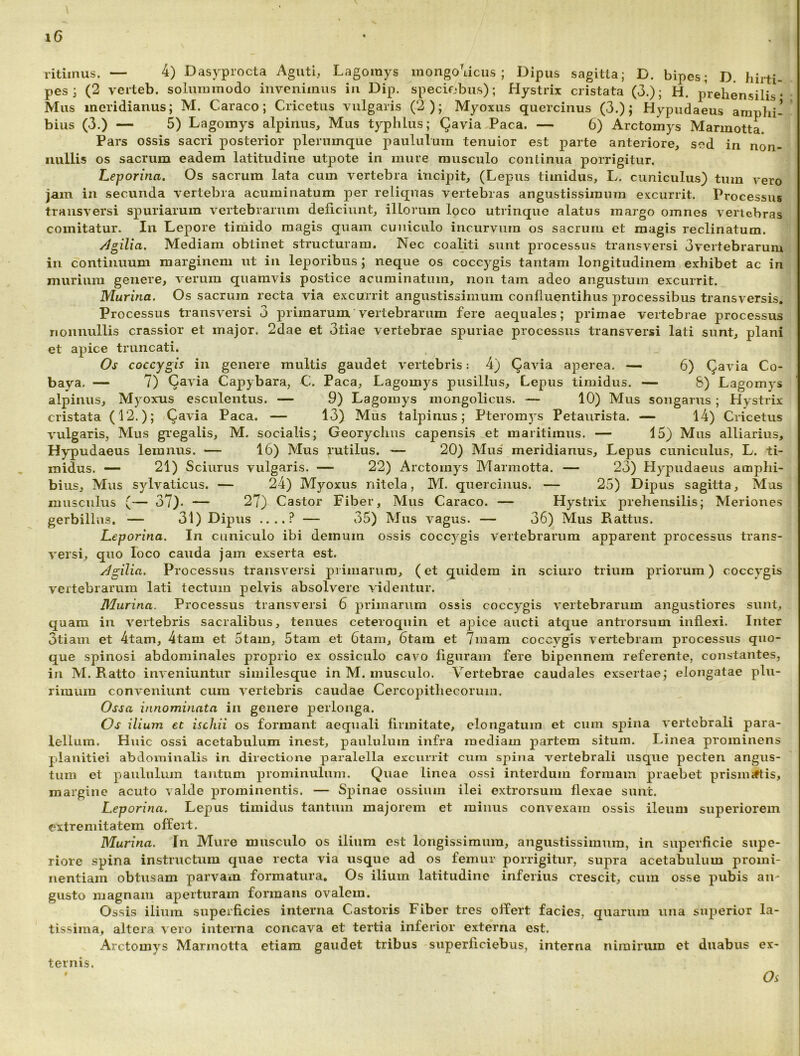 ritiinus. — 4) Dasyprocta Aguti, Lagomys monp\icus ; Dipus sagitta; D. bipes; D, hirti- pes; (2 verteb. solummodo invenimus in Dip. speciobus); Hystrix cristata (3.); H. prehensilis Mus meridianus; M. Caraco; Cricetus vulgaris (2); Myoxus quercinus (3.); Hypudaeus amphi- bius (3.) — 5) Lagomys alpinus, Mus typhlus; Qavia Paca. — 6) Arctomys Marmotta. Pars ossis sacri posterior plerumque paululum tenuior est parte anteriore, sed in non- nullis os sacrum eadem latitudine utpote in mure musculo continua porrigitur. Leporina, Os sacrum lata cum vertebra incipit, (Lepus timidus, L, cuniculus) tum vero jam in secunda vertebra acuminatum per reliquas vertebras angustissimum excurrit. Processus transversi spuriarum vertebrarum deficiunt, illorum loco utrinque alatus margo omnes vertebras comitatur. In Lepore tiniido magis quam cuniculo incurvum os sacrum et magis reclinatum. /ls,ilici. Mediam obtinet structuram. Nec coaliti sunt processus transversi 3vertebrarum in continuum marginem ut in leporibus ; neque os coccygis tantam longitudinem exhibet ac in murium genere, verum quamvis postice acuminatum, non tam adeo angustum excurrit. Murina. Os sacrum recta via excurrit angustissimum confluentibus processibus transversis. Processus transversi 3 primarum vertebrarum fere aequales; primae vertebrae processus nonnullis crassior et major. 2dae et 3tiae vertebrae spuriae processus transversi lati sunt, plani et apice truncati. Os coccygis in genere multis gaudet vertebris: 4) Qavia aperea. — 6) Qavia Co- baya. — 7) Qavia Capybara, C. Paca, Lagomys pusillus. Lepus timidus. — 8) Lagomys alpinus, Myoxus esculentus. — 9) Lagomys mongolicus. — 10) Mus songarus ; Hystrix cristata (12.); Qavia Paca. — 13) Mus talpinus; Pteromys Petaurista. — 14) Cricetus vulgaris, Mus gi’egalis, M. socialis; Georyclms capensis ^et maritimus. — 15) Mus alliarius, Hypudaeus lemnus. — 16) Mus rutilus. — 20) Mus meridianus. Lepus cuniculus, L. ti- midus. — 21) Sciurus vulgaris. — 22) Arctomys Marmotta. — 23) Hypudaeus amphi- bius, Mus sylvaticus. — 24) Myoxus nitela, M. quercinus. — 25) Dipus sagitta, Mus musculus (— 37)- — 27) Castor Fiber, Mus Caraco. — Hystrix prehensilis; Meriones gerbillus, — 31) Dipus ....? — 35) Mus vagus. — 36) Mus Rattus. Leporina. In cuniculo ibi demum ossis coccygis vertebrarum apparent processus trans- versi, quo loco cauda jam exserta est. /Igilia. Processus transversi primarum, (et quidem in sciuro trium priorum) coccygis vertebrarum lati tectum pelvis absolvere videntur. Murina. Processus transversi 6 primarum ossis coccygis vertebrarum angustiores sunt, quam in vertebris sacralibus, tenues ceteroquin et apice aucti atque antrorsum inflexi. Inter 3tiam et 4tam, 4tam et 5tam, 5tam et 6tam, 6tam et 7mam coccygis vertebram processus quo- que spinosi abdominales proprio ex ossiculo cavo figuram fere bipennem referente, constantes, in M. Ratto inveniuntur similesque in M. musculo. Vertebrae caudales exsertae; elongatae plu- rimum conveniunt cum vertebris caudae Cercopithecorum. Ossa innominata in genere perlonga. Os ilium et ischii os formant aequali firmitate, elongatum et cum spina vertebrali para- lellum. Huic ossi acetabulum inest, paululum infra mediam partem situm. Linea prominens planitiei abdominalis in directione paralella excurrit cum spina vertebrali usque pecten angus- tum et paululum tantum prominulum. Quae linea ossi interdum formam praebet prisiiiifiis, margine acuto valde prominentis. — Spinae ossium ilei extrorsum flexae sunt. Leporina. Lepus timidus tantum majorem et minus convexam ossis ileum superiorem extremitatem offert. Murina. In Mure musculo os ilium est longissimum, angustissimum, in superficie supe- riore spina instructum quae recta via usque ad os femur porrigitur, supra acetabulum promi- nentiam obtusam parvam formatura. Os ilium latitudine inferius crescit, cum osse pubis an- gusto magnam aperturam formans ovalem. Ossis ilium superficies interna Castoris Fiber tres offert facies, quarum una superior la- tissima, altera vero interna concava et tertia inferior externa e.st. Arctomys Marmotta etiam gaudet tribus superficiebus, interna nimirum et duabus ex- ternis.