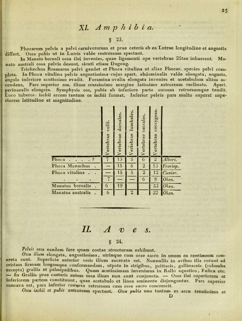 XI. A m p h i b i a. 5 23. Phocarum pelvis a pelvi carnivororum et prae ceteris ab ea Lutrae longitudine et angustia dilTert. Ossa pubis ut in Lutris valde restrbrsum spectant. In Manato boreali ossa ilei invenies, quae ligamenti ope vertebrae 25tae inhaerent. Mag- nato australi ossa pelvis desunt, sicuti etiam Dugong. Trichechus Rosiuarus pelvi gaudet et Phoca vitulina et aliae Phocar. species pelvi com- pleta. In Phoca vitulina pelvis angustissima-cujus apert. abdominalis valde elongata, angusta, angulo inferiore acutissimo evadit. Foramina ovalia elongata invenies et acetabulum altius as- cendens. Pars superior oss. ilium crassissimo margine latissimo extrorsum reclinato. Apert. perinaealis elongata. Symphysis oss, pubis ab inferiore parte sursum retrorsuraque tendit. Loco tuberos: ischii arcum tantum os ischii format. Inferior pelvis pars multo superat supe- riorem latitudine et magnitudine. • Vertebrae colli. Vertebrae dorsales. m Vertebrae lumbales. Vertebrae sacrales. Vertebrae coccygeae. Phoca . . . . ? 7 15 5 6 2 Albers. Phoca Monachus — 15 6 2 ' 13 Froriep. Phoca vitulina . — 15 5 2 12 Cuvier. • • • 7 — — 6 8 Okcn. Manatus borealis . 6 19 53 Oken. Manatus australis . 6 2 22 Ohen, II. A 'D e s. § 24, Pelvis ossa eandem fere quam costae structuram exhibent. Ossa ilium elongata, angustissima, utrinque cum osse sacro in unum os continuum con- creta sunt. Superficie anterior ossis ilium excavata est. Nonnullis in avibus illa coeunt ad cidstam firmam longaiuque conformandam, utpote in strigibus, psittacis, gallinaceis (columba excepta) grallis et palmipedibus. Quam acutissimam invenimus in Rallo aquatico. Fulica etc. — In Grallis prae caeteris autem ossa ilinm non sunt conjuncta. — Ossa ilei superiorem et inferiorem partem constituunt, quae acetabulo et linea eminente disjunguntur. Pars superior concava est, pars inferior conyexa retrorsum cum osse sacro concrescit. Ossa ischii et puhis antrorsum spectant. Ossa puhis uno tantum ex arcu tenuissimo et D /