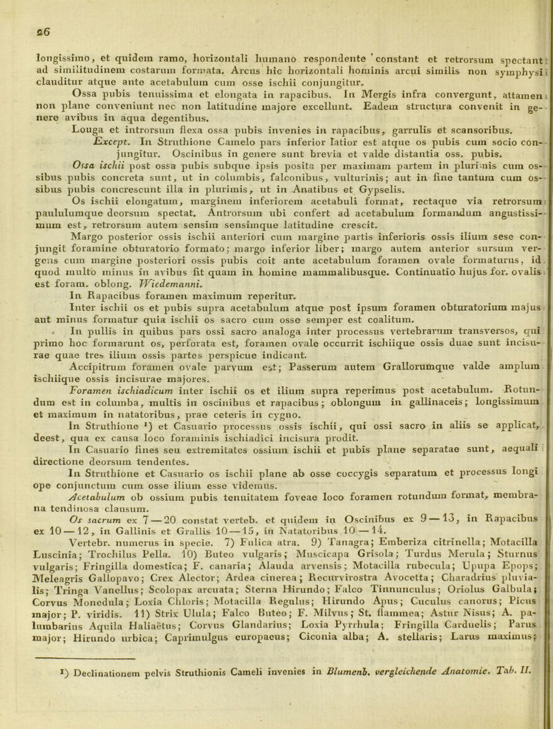 longissimo, et quidem ramo, horizontali humano respondente 'constant et retrorsum sj)ectant ad similitudinem costarum formata. Arcus hic horizontali hominis arcui similis non symphysi clauditur atque ante acetabulum cum osse ischii conjungitur.. Ossa pubis tenuissima et elongata in rapacibus. In Mergis infra convergunt, attamen non 2^1ane conveniunt nec non latitudine majore excellunt. Eadem structura convenit in ge- nere avibus in aqua degentibus, Louga et introrsum flexa ossa pubis invenies in rapacibus,, garrulis et scansoribus. Etxcept, In Struthione Camelo pars inferior latior est atque os pubis cum socio con- jungitur. Oscinibus in genere sunt brevia et valde distantia oss. pubis, Ossa ischii post ossa pubis subque ipsis posita per maximam partem in plurimis cum os- sibus pubis concreta sunt, ut in columbis, falconibus, vulturinis; aut in fine tantum cum os- sibus pubis concrescunt illa in plurimisut in Anatibus et Gypselis. Os ischii elongatum, mai’ginem inferiorem acetabuli format, rectaque via retrorsum paululumque deorsum spectat. Antrorsum ubi confert ad acetabulum formandum angustissi- mum est,, retrorsum autem sensim sensimque latitudine crescit. Margo posterior ossis ischii anteriori cum margine partis inferioris ossis ilium sese con- jungit foramine obturatorio formato; margo inferior liber; margo autem anterior sursum ver- gens cum margine posteriori ossis pubis coit ante acetabulum foramen ovale formaturus, id quod multo minus in avibus fit quam in homine mammalibusque. Continuatio hujus for. ovalis est foram. oblong. Wiedemanni. In Rapacibus foramen maximum reperitur. Inter ischii os et pubis supra acetabulum atque post ipsum foramen obturatorium majus aut minus formatur quia ischii os sacro cum osse semper est coalitura. * ^ In pullis in quibus pars ossi sacro analoga inter processus vertebrarum transversos, qui primo hoc formarunt os, perforata est, foramen ovale occurrit ischiique ossis duae sunt incisu- rae quae tres ilium ossis partes perspicue indicant. Accipitrum foramen ovale parvum est; Passerum autem Grallorumque valde amplum ischiique ossis incisurae majores. Foramen ischiadicum inter ischii os et ilium supra reperiraus post acetabulum. Rotun- dum est in columba, multis in oscinibus et rapacibus; oblongum in gallinaceis; longissimum et maximum in natatoribus, prae ceteris in cygno. In Struthione *) et Casuario processus ossis ischii, qui ossi sacro in aliis se applicat, deest, qua ex causa loco foraminis ischiadici incisura prodit. In Casuario fines seu extremitates ossium ischii et pubis plane separatae sunt, aequali! directione deorsum tendentes. In Struthione et Casuario os ischii plane ab osse coccygis separatum et processus longi ope conjunctum cum osse ilium esse videmus. ylcetabulum ob ossium pubis tenuitatem foveae loco foramen rotundum format,, membra- na tendinosa clausum. Os sacrum ex 7 — 20 constat verteb. cf quidem in Oscinibus ex 9—lo, in Rapacibus ex 10 — 12, in Gallinis et Grallis 10 —15, in Natatoribus 10—14. Vertebr. numerus in specie. 7) Fulica atra. 9) Tanagra; Emberiza citrinella; Motacilla Luscinia; Trochilus Pella. 10) Buteo vulgaris; Muscicapa Grisola; Turdus Merula; Sturnus vulgaris; Fringilla domestica; F. canaria; Alauda arvensis ; Motacilla rubecula; Upupa Epops; Meleagris Gallopavo; Crex Alector; Ardea cinerea; Recurvirostra Avocetta; Charadrius pluvia- lis; Tringa Yanellus; Scolopax arcuata; Sterna Hirundo; Falco Tinnunculus; Oriolus Galbula; Corvus Monedula; Loxia Chloris; Motacilla Regulus; Hirundo Apus; Cuculus canorus; Picus major; P. viridis. 11) Strix Ulula; Falco Buteo; F. Milvus; St, flammea; Astur Nisus; A. pa- lumbarius Aquila Haliaetus; Corvus Glandarius; Loxia Pyrrhula; Fringilla Carduelis; Parus major; Flirundo urbica; Caprimulgus europaeus; Ciconia alba; A. stellaris; Larus maximus;