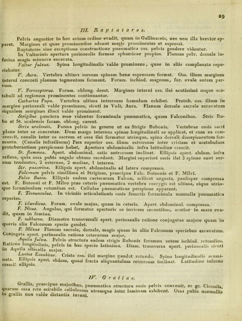 Pelvis angustior in hoc avium ordine evadit, quam in Gallinaceis, nec non illa brevior ap- paret. Margines et quae prominentiae adsunt magis prominentes et expressi. Raptatores sine exceptione constructione pneumatica oss. pelvis gaudere videntur. In Vulturinis apertura perinaealis formae sphaericae propius. Planum pelv. dorsale in- ferius magis minusve excavata. Vultur fulvus. Spina longitudinalis valde prominens, quae in aliis complanata repe- llebatur. V. Aura. Vertebra ultima sursum spinam bene expressam format. Oss. ilium margines interni concreti 2)lanum tegmentum formant. Foram. ischiad. magnum, for. ovale autem par- vum. V. Perneopterus. Foram. oblong. deest. Margines interni oss. ilei acutissimi usque ace- tabuli ad regionem prominentes continuantur. Cathartes Papa. Vertebra ultima introrsum hamulum exhibet. Protub. oss. ilium in margine perinaeali valde prominens, sicuti in Vult, Aura. Planum dorsale sacrale excavatum siquidem margines iliaci valde prominent. Strigibus pauciora esse videntur forarainula pneumatica, quam Falconibus. Strix Bu- bo et St. uralensis foram. oblong. carent. Strix uralensis. Forma pelvis in genere ut ea Strigis Bubonis. Vertebrae ossis sacr plane inter se concretae. Dum margo internus spinae longitudinali se applicat, et cum ea con- crescit, canalis inter os sacrum et ossa ilei formatur utrinque, spina dorsali dissepimentum for- mante. (Canalis infrailiacus) Pars superior oss. ilium extrorsura inter cristam et acetabulum protuberantiam perspicuam habet. Apertura abdominalis infra latitudine crescit. St. flammea. Apert. abdominal. satis antrorsura inclinat. Ellipsis apeit. abdom. infra reflexa, quia ossa pubis angulo obtuso recodunt. Margini superiori ossis ilei 5 spinae sunt sur- sum tendentes, 2 externae, 2 mediae, 1 interna. Str. passerina. Ellipsis apert. abdominalis ad latera compressa. Falconum pelvis simillima ei Strigium, praecipue Falc. Buteonis et F. Milvi. Falco Buteo. Ellipsis eadem caeterarum Falcon, scilicet angusta, paulisper compressa est. F. Buteoni et F. Milvo prae ceteris pneumatica vertebra coccygis est ultima, eique utriii- que foraminulum rotundum est. Cellulae pneumaticae perspicue apparent. F. Tinnunculus. In viciniis articulationis ossis femoris foraminula nonnulla pneumatica reperies. F. islandicus. Foram. ovale majus, quam in ceteris. Apert. abdominal. compressa. F. Hisus. xA.ngulus, qui formatur aperturis se invicem secantibus, acutior' in mare eva- dit, quam in femina. F. subhuteo. Diametro transversali apert. perinaealis ratione conjugatae majore quam in quavis alia Falconum specie gaudet. F. Milvus Planum sacrale, dorsale, magis quam in aliis Falconum speciebus excavatum. Conjugata apert. perinaealis ratione ceterarum major. Aquila fulva. Pelvis structura eadem strigis Bubonis foramen autem ischiad. rotundius. . oogitudinis, pelvis in hac specie latissima. Diam, transversa apert. perinaealis sicuti in Aquila albicella major. Ea/zzuj Eixcuhitor. Crista oss. ilei mai’gine gaudet rotundo. Spina longitudinalis acumi- nata.^ ipsis apert. abdom, quasi fracta aliquantulum retrorsum inclinat. Latitudine inferne crescit ellipsis. IV. Grallae. Gialiis, piaecipue majoribus, pneumatica structura ossis pelvis convenit, ex gr. Cieo Iliis ' q ossa rete mirabile cellulosum utramque inter laminam exliibcnt. Ossa pubis nonnullis m grallis non valde distantia inveni. r « •H