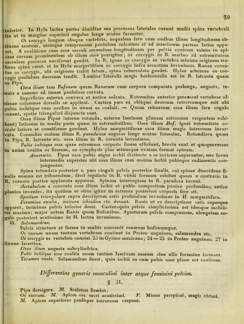 inferior. In Hyla lactea partes dimidiae seu processus laterales coeunt media spina vertebrali ita ut in margine superiori angulus longe acutus formetur. Os coccygis longum absque vertebris, aequalem fere cum ossibus ilium longitudinem ob- tinens acutum , utidnque compressum paululum sulcatura et ad interiorem partem latius appa- ret. A coalitione cum osse sacrali secundum longitudinem per pelris centrum exiens in api- cem sursum prominentem ab ilium osse porrigitur; os coccygis in B. marino ad extremitatem sacralem processu uncifonui gaudet. In B. igneo os coccygis ex vertebra minima originem tra- hens spina caret, et in Hyla margaritifera os coccygis infra arcuatum invenimus. Ranae cornu- tae os coccygis, ubi originem trahit latura, spina tuberculata gaudet. Hylae arboreae os coc~ jjygig paululum deorsum tendit. Lamina lateralis magis horizontalis est in R. latrante quam in Pipa. Ossa ilium tam Bufonum quam Ranarum cum corpore comparata perlonga, angusta, te- nuia a summo ad imum paululum curvata. Superficies externa convexa et antice sulcata. Extremitas anterior processui vertebrae ul- timae columnae dorsalis se applicat. Caetera pars ex obliquo deorsum retrorsumque exit ubi pubis ischiique cura ossibus in unum os coaluit. — Quum retrorsum ossa ilium fere angulo coeant, spatio triangulari disjuncta sunt. Ossa ilium Pipae interne rotunda, externe laminam planam extrorsura vergentem exhi- bent; latiorem in media parte quam in extremitatibus. Ossa ilium JBuf^ ignei extremitate sa- crale latiore et cuneiforme gaudent. Hylae margaritiferae ossa ilium magis introrsum incur- vata. Connubio ossium ilium R. parado.vae angulus longe acutus formatur. Rotundiora quam in Pipa, R. latrante etc. ossa ilium in R. cornuta invenimus. Puhis ischiique ossa quae extremum corporis finem efficiunt, brevia sunt et quoquoversus in unum coalita os firmum, oo symphysis plus minusque ovatam format spinam. Annotatio. Pipae ossa pubis atque ischii distincte a se invicem separantur, nec fovea intermedia superstes ubi ossa ilium cum ossium ischii pubisque rudimentis con- junguntur. Spina rotundata posterior s. pars cinguli pelvis posterior finalis, cui spinae discoideae fi- nalis nomen est tribuendum, disci regularis in B. viiidi formam exhibet quum e contrario in R. cornuto postice applanata appareat. Spinam interruptam in R. paradoxa inveni. Acetabulum a concreto osse ilium ischii et pubis compositum postice profundius, antice planius invenies, ita quidem ut situs igitur in extrema posteriori corporis fine sit. Spatium triangulare supra descriptum satis profundum invenimus in H. margaritifera. Foramina ovalia, incisura ichiadiea ctc. desunt. Ranis ut ex descriptione satis siiperque apparet, terminus pelvis inferior deest. Caeteroquin pelvis simplicissima est ideoque mobili- tas maxima; major autem Ranis quam Bufonibus. Aperturam pelvis compressam, elongatam an- gulo posteriori acutissimo-in H. lactea invenimus. II. Salamandrae, Pelvis structura et forma in multis convenit ranarum bufonumque. Os sacrum unam tantum vertebram continet in Proteo anguineo, salaraandra etc. Os coccygis ex vertebris constat 23 in Gyrino mexicano; 24 — 25 in Proteo anguineo. 27 in Sirene lacertina. Ossa ilium angusta subcylindrica. Pubis ischiique ossa coalita unam tantum laminam osseam sine ullo foramine formant. Toramen ovale. Salamandrae deest, quia ischii os cum pubis osse plano est coalitum. Differentiae generis masculini inter atque feminini pelvim. 5 31. Pipa dorsigera. M. Sceleton firmius. Os sacrum. M. Apices oss. sacri acutissimi. F. Minus perspicui, magis obtusi. M. Apices superiores paulisper introrsum vergunt.
