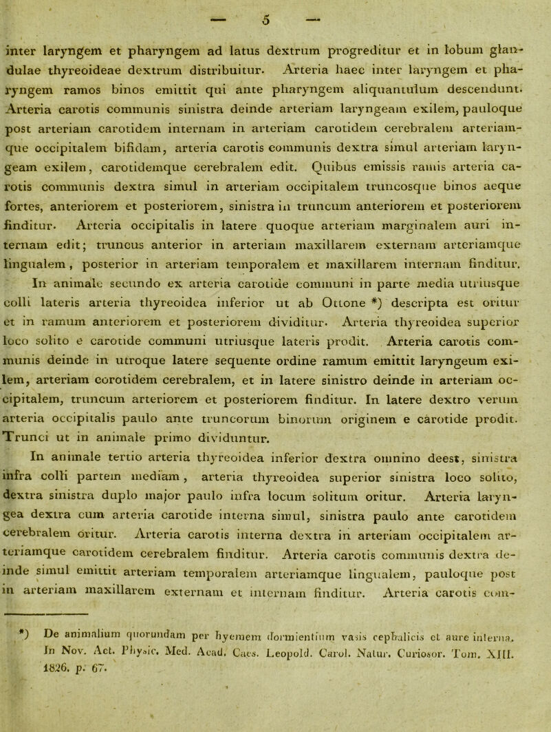 inter laryngem et pharyngem ad latus dextrum progreditur et in lobum glan- dulae thyreoideae dextrum distribuitur. Arteria haec inter laryngem et pha- ryngem ramos binos emittit qui ante pharyngem aliquantulum descendunt. Arteria carotis communis sinistra deinde arteriam laryngeam exilem, pauloque post arteriam carotidem internam in arteriam carotidem cerebralem arteriam- * f que occipitalem bifidam, arteria carotis communis dextra simul arteriam laryn- geam exilem, carotidemque cerebralem edit. Quibus emissis ramis arteria ca- rotis communis dextra simul in arteriam occipitalem truncosque binos aeque fortes, anteriorem et posteriorem, sinistra in truncum anteriorem et posteriorem finditur. Arteria occipitalis in latere quoque arteriam marginalem auri in- ternam edit; truncus anterior in arteriam maxillarem externam arteriamque lingualem , posterior in arteriam temporalem et maxillarem internam finditur. In animale secundo ex arteria carotide communi in parte media utriusque colli lateris arteria thyreoidea inferior ut ab Ottone *) descripta est oritur et in ramum anteriorem et posteriorem dividitur. Arteria thyreoidea superior loco solito e carotide communi utriusque lateris prodit. Arteria carotis com- munis deinde in utroque latere sequente ordine ramum emittit laryngeum exi- lem, arteriam corotidem cerebralem, et in latere sinistro deinde in arteriam oc- cipitalem, truncum arteriorem et posteriorem finditur. In latere dextro verum arteria occipitalis paulo ante truncorum binorum originem e carotide prodit. Trunci ut in animale primo dividuntur. In animale tertio arteria thyreoidea inferior dextra omnino deest, sinistra infra colli partem mediam, arteria thyreoidea superior sinistra loco solito, dextra sinistra duplo major paulo infra locum solitum oritur. Arteria laryn- gea dextra cum arteria carotide interna simul, sinistra paulo ante carotidem cerebralem oritur. Arteria carotis interna dextra in arteriam occipitalem ar- teriainque carotidem cerebralem finditur. Arteria carotis communis dextra de- inde simul emittit arteriam temporalem arteriainque lingualem, pauloque post in arteriam maxillarem externam et internam finditur. Arteria carotis com- De animalium cjuorundam Xn Nov. Act. Phyaic. Med. per ftyernem dormientium vasis cephalicis et aure interna. Acad, Caes. Leopold. Carol. Natur. Curiosor. Tum. XIII. m6. p. 67. i