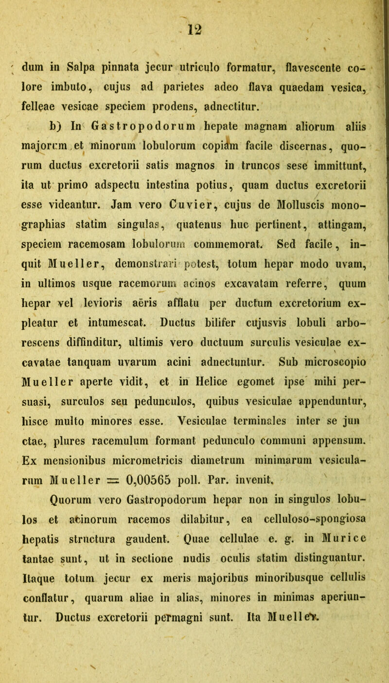 dum in Salpa pinnata jecur utriculo formatur, flavescente co- lore imbuto, cujus ad parietes adeo flava quaedam vesica, felleae vesicae speciem prodens, adnectitur. b) In Gastropodorum hepate magnam aliorum aliis majorum et minorum lobulorum copidm facile discernas, quo- rum ductus excretorii satis magnos in truncos sese immittunt, ita ut primo adspectu intestina potius, quam ductus excretorii esse videantur. Jam vero Cu vi er, cujus de Molluscis mono- grapbias statim singulas, quatenus huc pertinent, attingam, speciem racemosam lobulorum commemorat. Sed facile, in- quit Mueller, demonstrari potest, totum hepar modo uvam, in ultimos usque racemorum acinos excavatam referre, quum hepar vel levioris aeris afflatu per ductum excretorium ex- pleatur et intumescat. Ductus bilifer cujusvis lobuli arbo- rescens diffinditur, ultimis vero ductuum surculis vesiculae ex- cavatae tanquam uvarum acini adnectuntur. Sub microscopio Mueller aperte vidit, et in Helice egomet ipse mihi per- suasi, surculos seu pedunculos, quibus vesiculae appenduntur, hisce multo minores esse. Vesiculae terminales inter se jun ctae, plures racemulum formant pedunculo communi appensum. Ex mensionibus micrometricis diametrum minimarum vesicula- rum Mueller = 0,00565 poli. Par. invenit. Quorum vero Gastropodorum hepar non in singulos lobu- los et atinorum racemos dilabitur, ea celluloso-spongiosa hepatis structura gaudent. Quae cellulae e. g. in Murice tantae sunt, ut in sectione nudis oculis statim distinguantur. Itaque totum jecur ex meris majoribus minoribusque cellulis conflatur, quarum aliae in alias, minores in minimas aperiun- tur. Ductus excretorii permagni sunt. Ita Muelltfy.