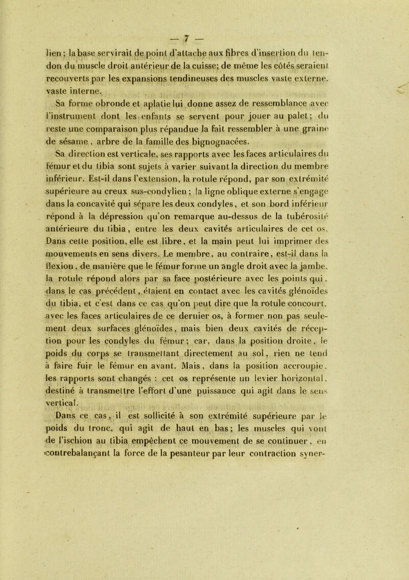 lien ; la base servirait de point d’attache aux fibres d’insertion du ten- don du muscle droit antérieur de la cuisse; de même les côtés seraient recouverts par les expansions tendineuses des muscles vaste externe, vaste interne. Sa forme obronde et aplatie lui donne assez de ressemblance avec l’instrument dont les enfants se servent pour jouer au palet ; du reste une comparaison plus répandue la fait ressembler à une graine de sésame , arbre de la famille des bignognacées. Sa direction est verticale, ses rapports avec les faces articulaires du fémur et du tibia sont sujets à varier suivant la direction du membre inférieur. Est-il dans l’extension, la rotule répond, par son extrémité supérieure au creux sns-condylien ; la ligne oblique externe s’engage dans la concavité qui sépare les deux condyles, et son bord inférieur répond à la dépression qu’on remarque au-dessus de la tubérosité antérieure du tibia, entre les deux cavités articulaires de cet os. Dans cette position, elle est libre, et la main peut lui imprimer des mouvements en sens divers. Le membre, au contraire, est-il dans la flexion, de manière que le fémur forme un angle droit avec la jambe, la rotule répond alors par sa face postérieure avec les points qui, dans le cas précédent, étaient en contact avec les cavités glénoïdes du tibia, et c’est dans ce cas qn’on peut dire que la rotule concourt, avec les faces articulaires de ce dernier os, à former non pas seule- ment deux surfaces glénoïdes, mais bien deux cavités de récep- tion pour les condyles du fémur; car, dans la position droite, le poids du corps se transmettant directement au sol, rien ne tend à faire fuir le fémur en avant. Mais, dans la position accroupie, les rapports sont changés : cet os représente un levier horizontal, destiné à transiTieltre l’effort d’une puissance qui agit dans le sens vertical. Dans ce cas, il est sollicité à son extrémité supérieure par le poids du tronc, qui agit de haut en bas; les muscies qui vont de l’ischion au tibia empêchent çe mouvement de se continuer, eu ^contrebalançant la force de la pesanteur par leur contraction syner-