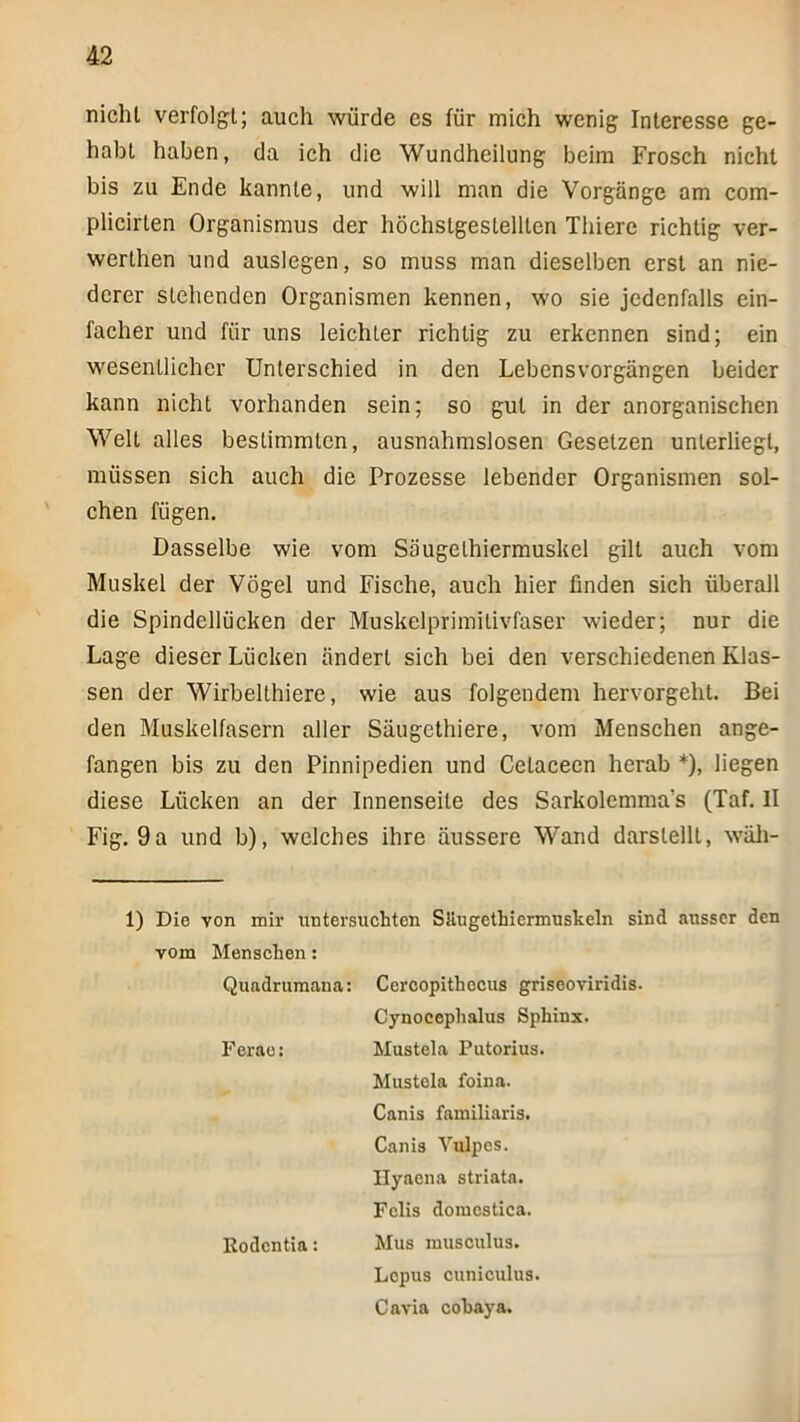 nicht verfolgt; auch würde es für mich wenig Interesse ge- habt haben, da ich die Wundheilung beim Frosch nicht bis zu Ende kannte, und will man die Vorgänge am com- plicirten Organismus der höchstgestellten Thiere richtig ver- werthen und auslegen, so muss man dieselben erst an nie- derer stehenden Organismen kennen, wo sie jedenfalls ein- facher und für uns leichter richtig zu erkennen sind; ein wesentlicher Unterschied in den Lebensvorgängen beider kann nicht vorhanden sein; so gut in der anorganischen Welt alles bestimmten, ausnahmslosen Gesetzen unterliegt, müssen sich auch die Prozesse lebender Organismen sol- chen fügen. Dasselbe wie vom Säugethiermuskel gilt auch vom Muskel der Vögel und Fische, auch hier finden sich überall die Spindellücken der Muskelprimitivfaser wieder; nur die Lage dieser Lücken ändert sich bei den verschiedenen Klas- sen der Wirbelthiere, wie aus folgendem hervorgeht. Bei den Muskelfasern aller Säugethiere, vom Menschen ange- fangen bis zu den Pinnipedien und Cetaceen herab *), liegen diese Lücken an der Innenseite des Sarkolemma’s (Taf. II Fig. 9a und b), welches ihre äussere Wand darstellt, wäli- 1) Die von mir untersuchten SUugethiermuskeln sind ausser den vom Menschen: Quadrumana: Cercopithccus griseoviridis. Cynocephalus Sphinx. Ferae: Mustela Putorius. Mustola foina. Canis familiaris. Canis Vulpes. Ilyaena striata. Felis domcstica. Rodentia: Mus musculus. Lopus cuniculus. Cavia cohaya.