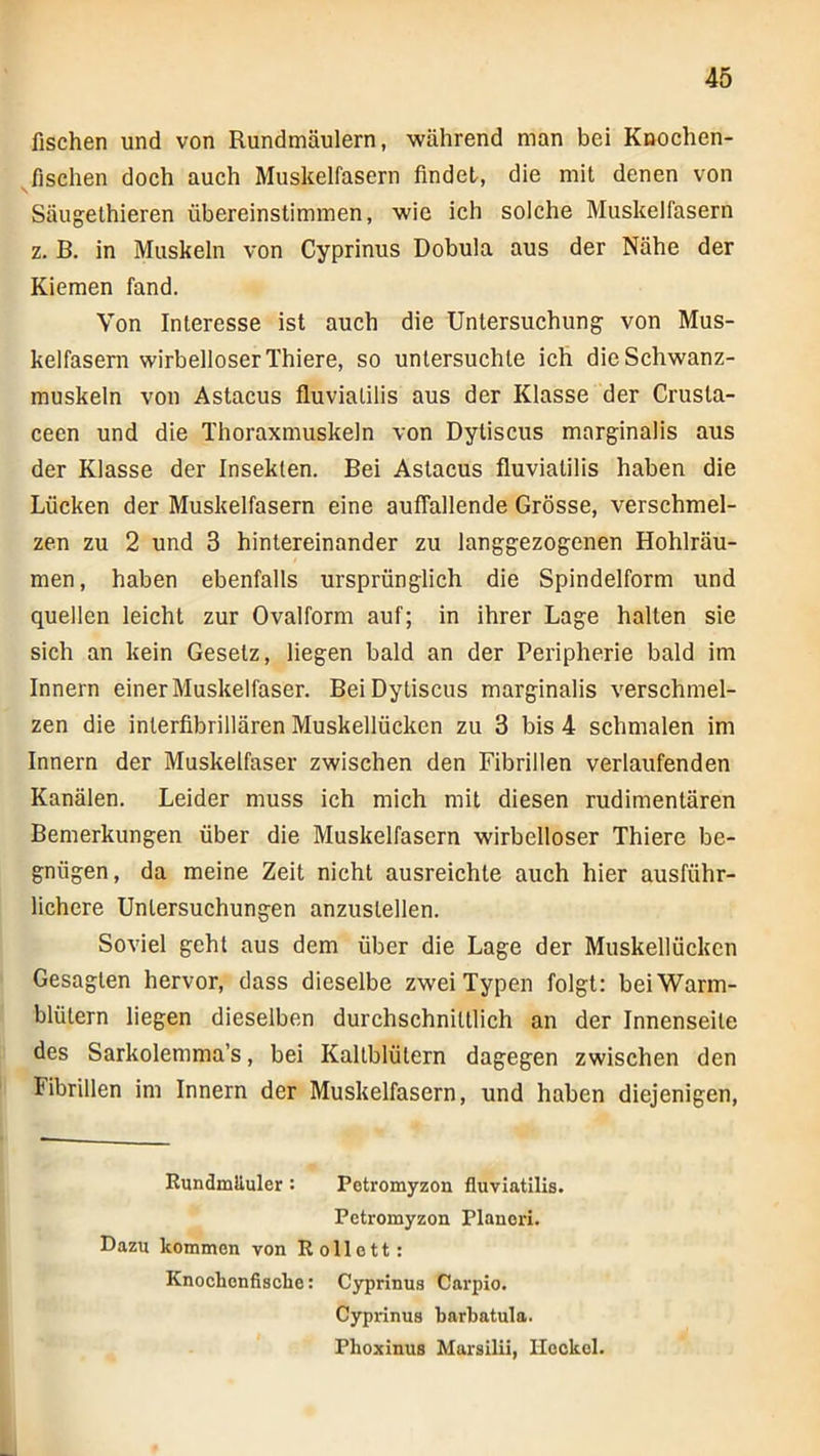 fischen und von Rundmäulern, während man bei Knochen- ^fischen doch auch Muskelfasern findet, die mit denen von Säugethieren übereinstimmen, wie ich solche Muskelfasern z. B. in Muskeln von Cyprinus Dobula aus der Nähe der Kiemen fand. Von Interesse ist auch die Untersuchung von Mus- kelfasern wirbelloser Thiere, so untersuchte ich die Schwanz- muskeln von Astacus fluviatilis aus der Klasse der Crusta- ceen und die Thoraxmuskeln von Dytiscus marginalis aus der Klasse der Insekten. Bei Astacus fluviatilis haben die Lücken der Muskelfasern eine auffallende Grösse, verschmel- zen zu 2 und 3 hintereinander zu langgezogenen Hohlräu- men, haben ebenfalls ursprünglich die Spindelform und quellen leicht zur Ovalform auf; in ihrer Lage halten sie sich an kein Gesetz, liegen bald an der Peripherie bald im Innern einer Muskelfaser. Bei Dytiscus marginalis verschmel- zen die interfibrillären Muskellücken zu 3 bis 4 schmalen im Innern der Muskelfaser zwischen den Fibrillen verlaufenden Kanälen. Leider muss ich mich mit diesen rudimentären Bemerkungen über die Muskelfasern wirbelloser Thiere be- gnügen, da meine Zeit nicht ausreichte auch hier ausführ- lichere Untersuchungen anzustellen. Soviel gehl aus dem über die Lage der Muskellückcn Gesagten hervor, dass dieselbe zwei Typen folgt: bei Warm- blütern liegen dieselben durchschnittlich an der Innenseite des Sarkolemma’s, bei Kaltblütern dagegen zwischen den Fibrillen im Innern der Muskelfasern, und haben diejenigen. Rundmiluler: Potromyzon fluviatilis. Petromyzon Planeri. Dazu kommen von Rollott: Knochonfisclie: Cyprinus Carpio. Cyprinus barbatula. PhoxinuB Marsilii, Ilookel.