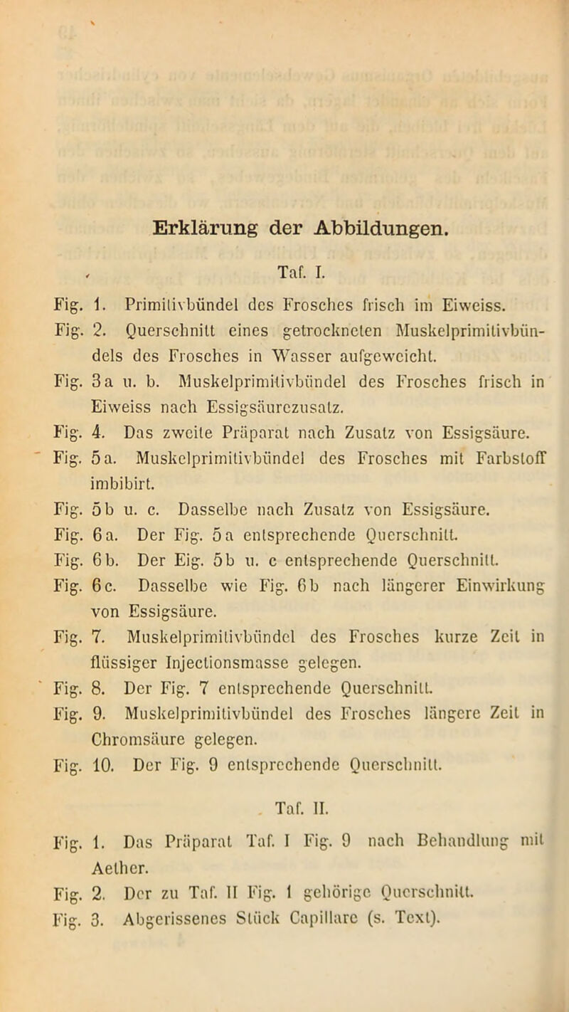 Erklärung der Abbildungen. . Taf. I. Fig, 1. Primilivbündel des Frosches frisch im Eiweiss. Fig. 2. Querschnitt eines getrockneten Muskelprimitivbün- dels des Frosches in Wasser aufgcwcicht. Fig. 3 a u. b. Muskelprimitivbiindel des Frosches frisch in Eiweiss nach Essigsäurczusatz. Fig. 4. Das zweite Präparat nach Zusatz von Essigsäure. Fig. 5 a. Muskelprimitivbiindel des Frosches mit Farbstoff imbibirt. Fig. öb u. c. Dasselbe nach Zusatz von Essigsäure. Fig. 6 a. Der Fig. oa entsprechende Querschnitt. Fig. 6 b. Der Eig. 5 b u. c entsprechende Querschnitt. Fig. 6 c. Dasselbe wie Fig. 6 b nach längerer Einwirkung von Essigsäure. Fig. 7. Muskelprimitivbiindel des Frosches kurze Zeit in flüssiger Injectionsmasse gelegen. Fig. 8. Der Fig. 7 entsprechende Querschnitt. Fig. 9. Muskelprimitivbündel des Frosches längere Zeit in Chromsäure gelegen. Fig. 10. Der Fig. 9 entsprechende Querschnitt. Taf. II. Fig. 1. Das Präparat Taf. I Fig. 9 nach Behandlung mit Aether. Fig. 2. Der zu Taf. II Fig. I gehörige Querschnitt.