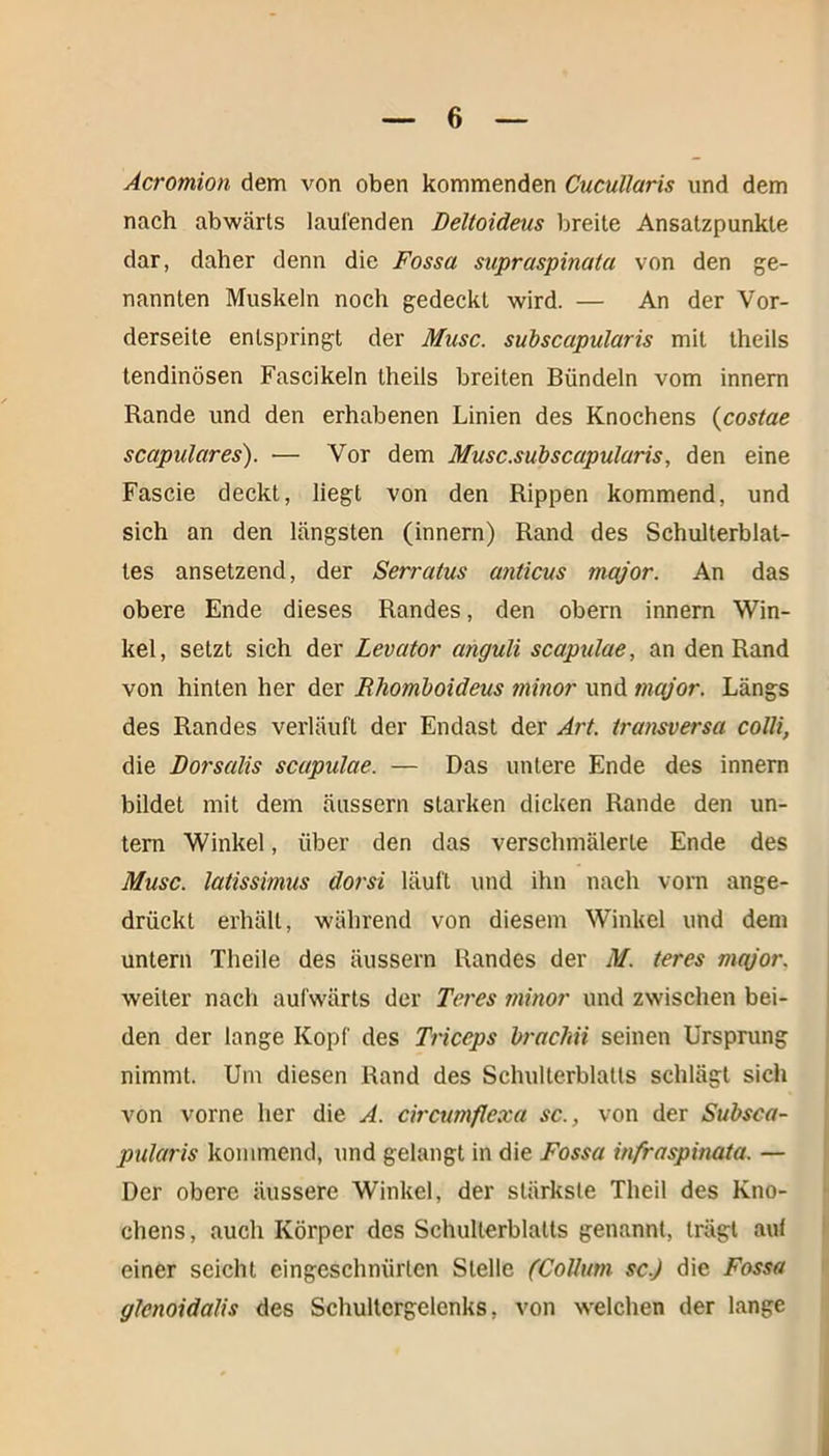 Acromion dem von oben kommenden Cucullaris und dem nach abwärts lautenden Deltoideus breite Ansatzpunkte dar, daher denn die Fossa siipraspimta von den ge- nannten Muskeln noch gedeckt wird. — An der Vor- derseite entspringt der Muse, subscapularis mit theils tendinösen Fascikeln theils breiten Bündeln vom innern Rande und den erhabenen Linien des Knochens (costae scapulares). — Vor dem Musc.subscapularis, den eine Fascie deckt, liegt von den Rippen kommend, und sich an den längsten (innern) Rand des Schulterblat- tes ansetzend, der Serratus anticus major. An das obere Ende dieses Randes, den obern innern Win- kel, setzt sich der Levator anguli scapülae, an den Rand von hinten her der Rhomboideus minor und major. Längs des Randes verläuft der Endast der Art. transversa colli, die Dorsalis scapülae. — Das untere Ende des innern bildet mit dem äussern starken dicken Rande den un- tern Winkel, über den das verschmälerte Ende des Muse, latissimus dorsi läuft und ihn nach vorn ange- drückt erhält, während von diesem Winkel und dem untern Tlieile des äussern Randes der M. teres mqjor. weiter nach aufwärts der Teres minor und zwischen bei- den der lange Kopf des Triccps bracTtii seinen Ursprung nimmt. Um diesen Rand des Schulterblatts schlägt sich von vorne her die A. circumflexa sc., von der Subsca- pularis kommend, und gelangt in die Fossa infraspinata. — Der obere äussere Winkel, der stärkste Thcil des Kno- chens, auch Körper des Schulterblatts genannt, trägt aut einer seicht eingeschnürlcn Stelle (Collum sc.) die Fossa glenoidalis des Schultergelenks, von welchen der lange