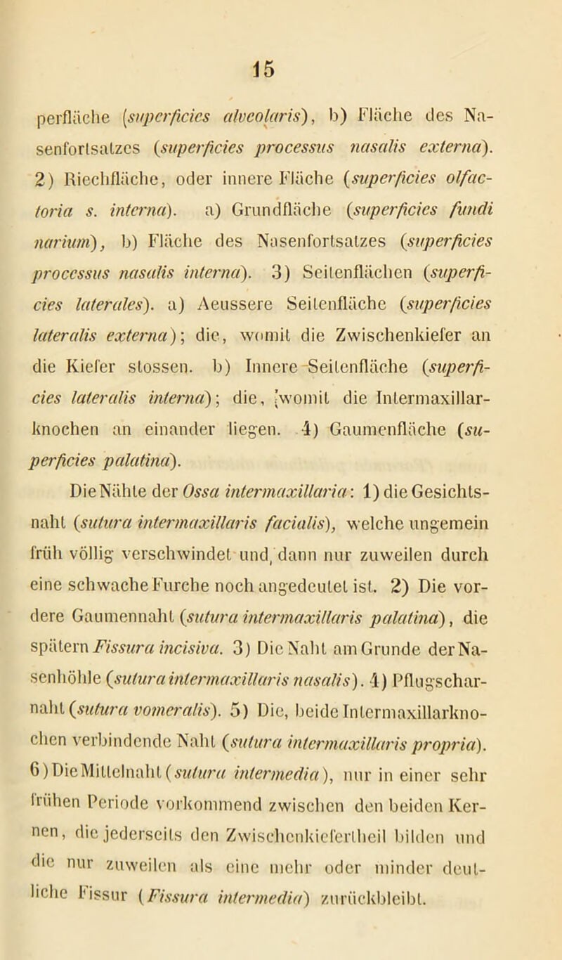 perfläche [superficies alvcolaris), b) Fläche des Na- senforlsalzcs (superficies processus nasalis externa). 2) Riechfläche, oder innere Fläche (superficies olfac- toria s. interna). a) Grundfläche (.superficies fiundi narium), b) Fläche des Nasenfortsalzes (superficies processus nasalis interna). 3) Seitenflächen (superfi- cies laterales), a) Aeussere Seitenfläche (superficies lateralis externa); die, womit die Zwischenkiefer an die Kiefer slossen. b) Innere-Seitenfläche (superfi- cies lateralis interna)-, die, (womit die Intermaxillar- knochen an einander liegen. 4) Gaumenfläche (su- perficies palatina). Die Nähte der Ossa intennaxillar ia: 1) die Gesichts- naht (sutura intermaxillaris facialis), welche ungemein früh völlig verschwindet und, dann nur zuweilen durch eine schwache Furche noch angedeutet ist. 2) Die vor- dere Gaumennaht {sutura intermaxillaris palatina), die spätem Fissura incisiva. 3) Die Naht am Grunde der Na- senhöhle (suturaintermaxillaris nasalis). 4) Pflugschar- naht (sutura vomeralis). 5) Die, beide Intermaxillarkno- chen verbindende Naht (sutura intermaxillaris propria). 6)DieMillelnahl(sutura intermedia), nur in einer sehr frühen Periode vorkommend zwischen den beiden Ker- nen, die jederseils den Zwisehcnkieferlhcil bilden und die nur zuweilen als eine mehr oder minder deut- liche l'issur (Fissura intermedia) zurückbleibt.