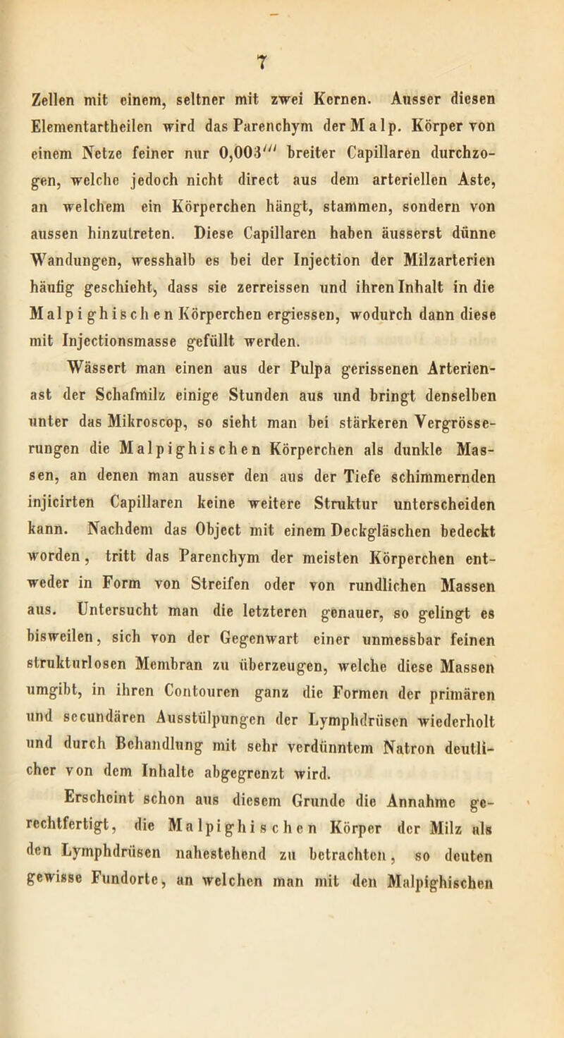 T Zellen mit einem, seltner mit zwei Kernen. Ansser diesen Eleinentartheilcn wird das Parenchym der M alp. Körper Ton einem Netze feiner nur OjOOU breiter Capillaren durchzo- gen, welche jedoch nicht direct aus dem arteriellen Aste, an welchem ein Körperchen hängt, stammen, sondern von aussen hinzutreten. Diese Capillaren haben äusserst dünne Wandungen, wesshalb es bei der Injection der Milzarterien häutig geschieht, dass sie zerreissen und ihren Inhalt in die Malp i ghisch en Körperchen ergicssen, wodurch dann diese mit Injcctionsmasse gefüllt werden. Wässert man einen aus der Pulpa gerissenen Arterien- ast der Schafmilz einige Stunden aus und bringt denselben unter das Mikroscop, so sieht man bei stärkeren Vergrösse- rungen die Malpighi sehen Körperchen als dunkle Mas- sen, an denen man ausser den aus der Tiefe schimmernden injicirten Capillaren keine weitere Struktur unterscheiden kann. Nachdem das Object mit einem Deckgläschen bedeckt worden, tritt das Parenchym der meisten Körperchen ent- weder in Form von Streifen oder von rundlichen Massen aus. Untersucht man die letzteren genauer, so gelingt es bisweilen, sich von der Gegenwart einer unmessbar feinen strukturlosen Membran zu überzeugen, welche diese Massen umgibt, in ihren Contouren ganz die Formen der primären und secundären Ausstülpungen der Lymplulriiscn wiederholt und durch Behandlung mit sehr verdünntem Natron deutli- cher von dem Inhalte abgegrenzt wird. Erscheint schon aus diesem Grunde die Annahme ge- rechtfertigt, die Ma lpi ghi s c h e n Körper der Milz als den Lymphdrüsen nahestehend zu betrachten, so deuten gewisse Fundorte, an welchen man mit den Malpighischen