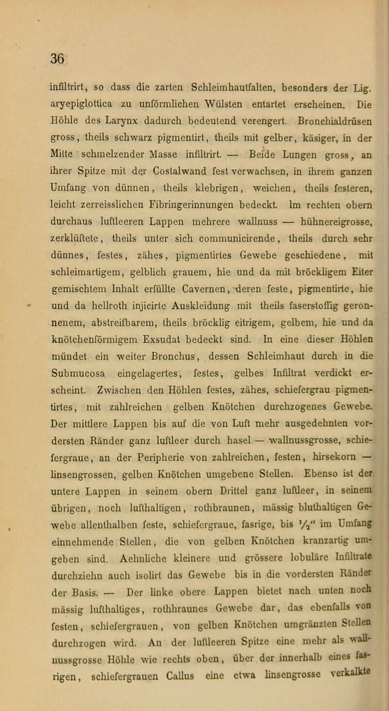 inliltrirt, so dass die zarten Schleimhautfalten, besonders der Lig. aryepiglottica zu unförmlichen Wülsten entartet erscheinen. Die Höhle des Larynx dadurch bedeutend verengert. Bronchialdrüsen gross, theils schwarz pigmcntirt, theils mit gelber, käsiger, in der Mitte schmelzender Masse inliltrirt. — Beide Lungen gross, an ihrer Spitze mit der Coslalwand fest verwachsen, in ihrem ganzen Umfang von dünnen, theils klebrigen, weichen, theils festeren, leicht zerreisslichcn Fibringerinnungen bedeckt. Im rechten obern durchaus luftleeren Lappen mehrere wallnuss — hühnereigrosse, zerklüftete, theils unter sich communicirende, theils durch sehr dünnes, festes, zähes, pigmentirtes Gewebe geschiedene , mit schleimartigem, gelblich grauem, hie und da mit bröckligem Eiter gemischtem Inhalt erfüllte Cavernen, -deren feste, pigmeniirte, hie und da hellroth injicirte Auskleidung mit theils faserstoflig geron- nenem, abstreifbarem, theils bröcklig eitrigem, gelbem, hie und da knötchenförmigem Exsudat bedeckt sind. In eine dieser Höhlen mündet ein weiter Bronchus, dessen Schleimhaut durch in die Submucosa eingelagertes, festes, gelbes Infiltrat verdickt er- scheint. Zwischen den Höhlen festes, zähes, schiefergrau pigmen- tirtes, mit zahlreichen gelben Knötchen durchzogenes Gewebe. Der mittlere Lappen bis auf die von Luft mehr ausgedehnten vor- dersten Ränder ganz luftleer durch hasel — wallnussgrosse, schie- fergraue, an der Peripherie von zahlreichen, festen, hirsekorn — linsengrossen, gelben Knötchen umgebene Stellen. Ebenso ist der untere Lappen in seinem obern Drittel ganz luftleer, in seinem übrigen, noch lufthaltigen, rothbraunen, mässig blulhaltigen Ge- webe allenthalben feste, schiefergraue, fasrige, bis % im Umfang einnehmende Stellen, die von gelben Knötchen kranzartig um- geben sind. Aehnliche kleinere und grössere lobuläre Infdlrate durchziehn auch isolirt das Gewebe bis in die vordersten Ränder der Basis. — Der linke obere Lappen bietet nach unten noch mässig lufthaltiges, rolhhraunes Gewebe dar, das ebenfalls von festen, schiefergrauen, von gelben Knötchen umgränzten Stellen durchzogen wird. An der luftleeren Spitze eine mehr als wall- uussgrossc Höhle wie rechts oben, über der innerhalb eines fas- rigen, schiefergrauen Callus eine etwa linsengrosse verkalkte