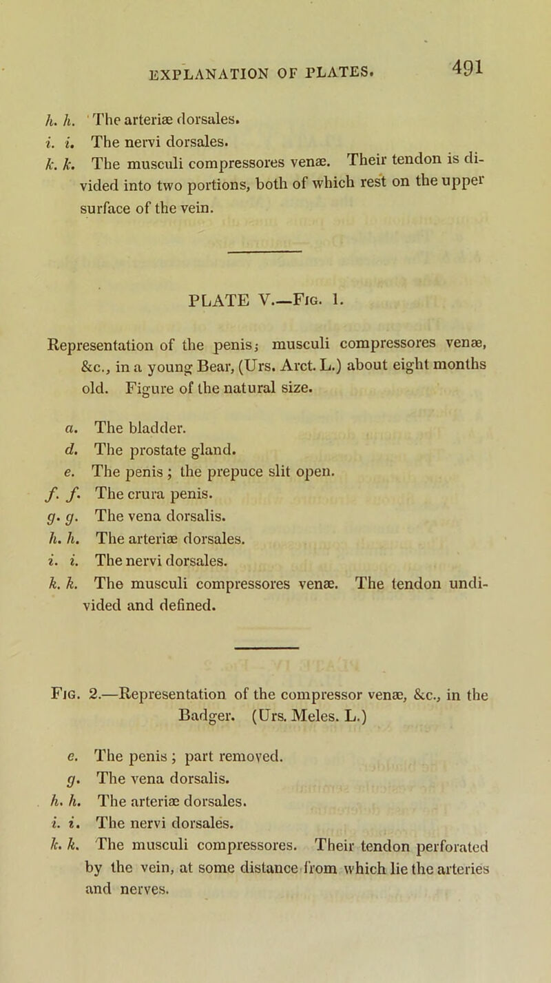 EXPLANATION OF PLATES. A. h. The arteriae dorsales. i. i. The neiTi dorsales. k. k. The musculi compressores venae. Their tendon is di- vided into two portions, both of which rest on the upper surface of the vein. PLATE V.—Fig. 1. Representation of the penis j musculi compressores venae, &c., in a young: Bear, (Urs. Arct. L.) about eight months old. Figure of the natural size. a. The bladder. d. The prostate gland. e. The penis ; the prepuce slit open. f. f. The crura penis. g. g. The vena dorsalis. h. h. The arteriae dorsales. i. i. The nervi dorsales. k. k. The musculi compressores venae. The tendon undi- vided and defined. Fjg. 2.—Representation of the compressor venae, &c., in the Badger. (Urs. Meles. L.) e. The penis ; part removed. g. The vena dorsalis. h. h. The arteriae dorsales. i. i. The nervi dorsales. Jc. k. The musculi compressores. Their tendon perforated by the vein, at some distance from which lie the arteries and nerves.