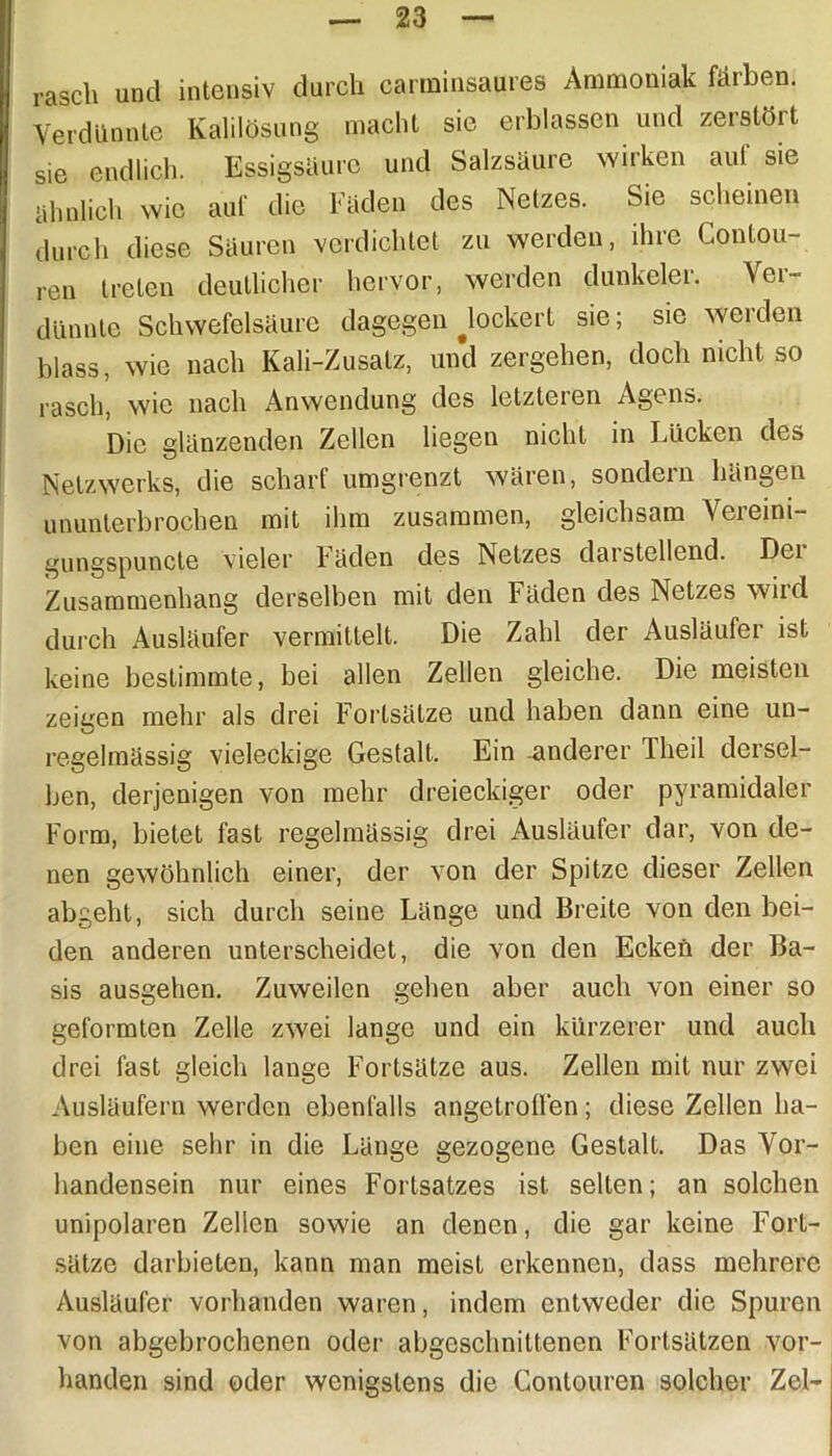 rasch und intensiv durch carminsaures Ammoniak färben. Verdünnte Kalilösung macht sie erblassen und zerstört sie endlich. Essigsäure und Salzsäure wirken auf sie ähnlich wie auf die Fäden des Netzes. Sie scheinen durch diese Säuren verdichtet zu werden, ihre Coptou- ren treten deutlicher hervor, werden dunkeier. Ver- dünnte Schwefelsäure dagegen ^lockert sie; sie werden blass, wie nach Kali-Zusatz, und zergehen, doch nicht so rasch, wie nach Anwendung des letzteren Agens. Die glänzenden Zellen liegen nicht in Lücken des Netzwerks, die scharf umgrenzt wären, sondern hängen ununterbrochen mit ihm zusammen, gleichsam \ereini- gungspuncte vieler Fäden des Netzes darstellend. Dei Zusammenhang derselben mit den Fäden des Netzes wird durch Ausläufer vermittelt. Die Zahl der Ausläufer ist keine bestimmte, bei allen Zellen gleiche. Die meisten zeigen mehr als drei Fortsätze und haben dann eine un- regelmässig vieleckige Gestalt, Ein anderer Theil dersel- ben, derjenigen von mehr dreieckiger oder pyramidaler Form, bietet fast regelmässig drei Ausläufer dar, von de- nen gewöhnlich einer, der von der Spitze dieser Zellen abgeht, sich durch seine Länge und Breite von den bei- den anderen unterscheidet, die von den Ecken der Ba- sis ausgehen. Zuweilen gehen aber auch von einer so geformten Zelle zwei lange und ein kürzerer und auch drei fast gleich lange Fortsätze aus. Zellen mit nur zwei Ausläufern werden ebenfalls angetroflen; diese Zellen ha- ben eine sehr in die Länge gezogene Gestalt. Das Vor- handensein nur eines Fortsatzes ist selten; an solchen unipolaren Zellen sowie an denen, die gar keine Fort- sätze darbieten, kann man meist erkennen, dass mehrere Ausläufer vorhanden waren, indem entweder die Spuren von abgebrochenen oder abgeschnittenen Fortsätzen vor- handen sind oder wenigstens die Conlouren solcher Zel-
