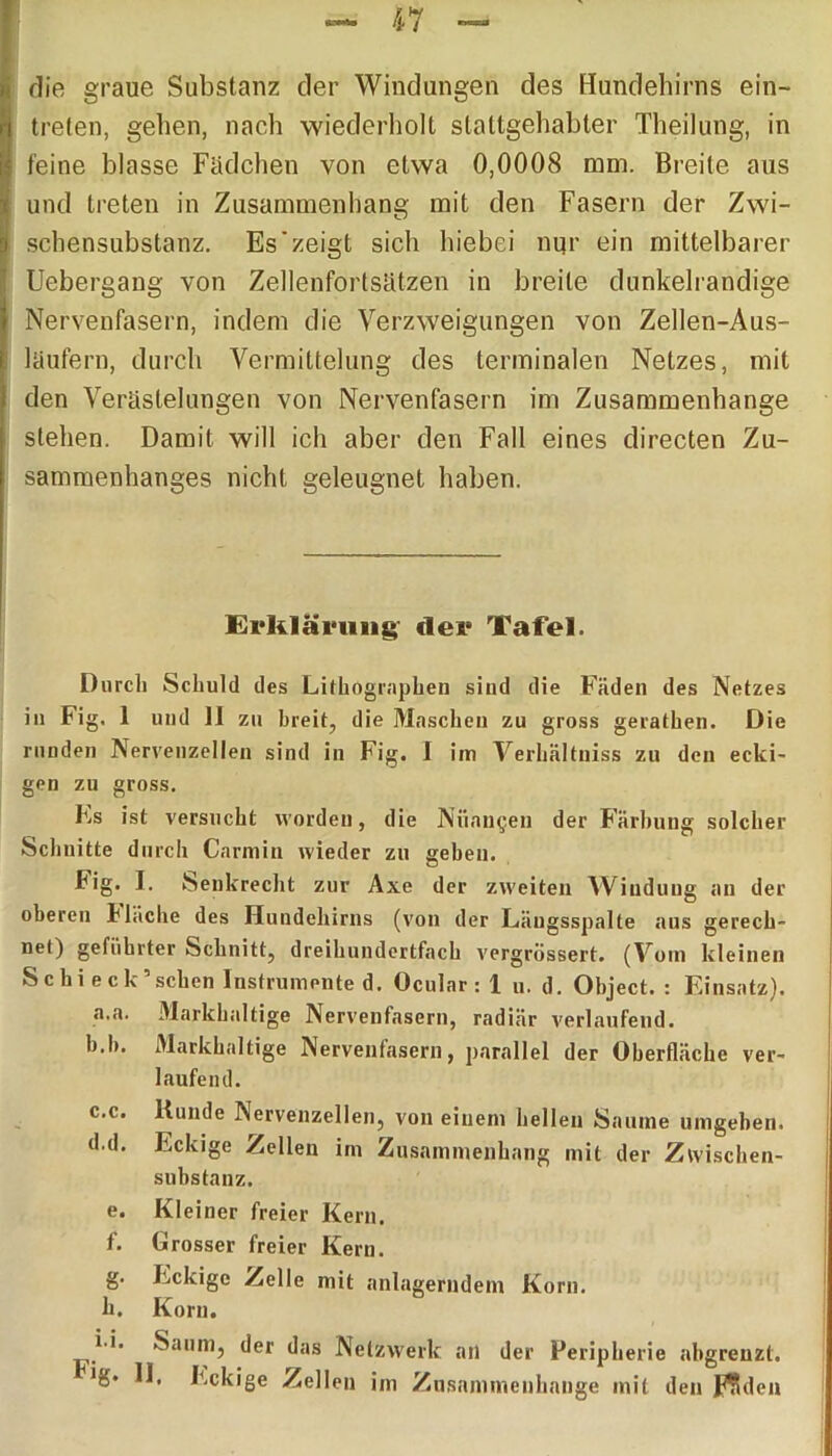 die graue Substanz der Windungen des Hundehirns ein- treten, gehen, nach wiederholt slaltgehabter Theilung, in feine blasse Fädchen von etwa 0,0008 mm. Breite aus und treten in Zusammenhang mit den Fasern der Zwi- schensubstanz. Es zeigt sich hiebei nur ein mittelbarer Uebergang von Zellenfortsätzen in breite dunkelrandige Nervenfasern, indem die Verzweigungen von Zellen-Aus- läufern, durch Vermittelung des terminalen Netzes, mit den Verästelungen von Nervenfasern im Zusammenhänge stehen. Damit will ich aber den Fall eines directen Zu- sammenhanges nicht geleugnet haben. Erklärung der Tafel. Durch Schuld des Lithographen sind die Fäden des Netzes in Fig, 1 und II zu breit, die Maschen zu gross gerathen. Die runden Nervenzellen sind in Fig. I im Verhältniss zu den ecki- gen zu gross. Ls ist versucht worden, die Nuancen der Färbung solcher Schnitte durch Carmin wieder zu geben. Fig. J. Senkrecht zur Axe der zweiten Windung an der oberen Hache des Ilundehirns (von der Läugsspalte aus gerech- net) geführter Schnitt, dreihundertfach vergrössert. (Vom kleinen Schi eck’sehen Instrumented. Ocular : 1 u. d. Object. : Einsatz). a. a. Markhaltige Nervenfasern, radiär verlaufend. b. b. Markhaltige Nervenfasern, parallel der Oberfläche ver- laufend. c. c. Kunde Nervenzellen, von einem hellen Saume umgeben. d. d. Eckige Zellen im Zusammenhang mit der Zwischen- substanz. e. Kleiner freier Kern. f. Grosser freier Kern. g. Eckige Zelle mit anlagerndem Korn. k. Korn. i i. Saum, der das Netzwerk an der Peripherie abgrenzt.